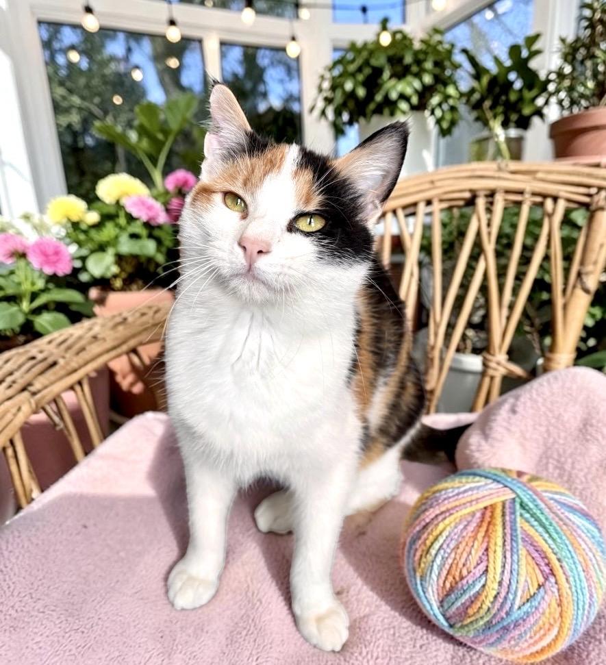 Enlarge Twix, a ADOPTABLE Calico in Perry, IA image 4/4