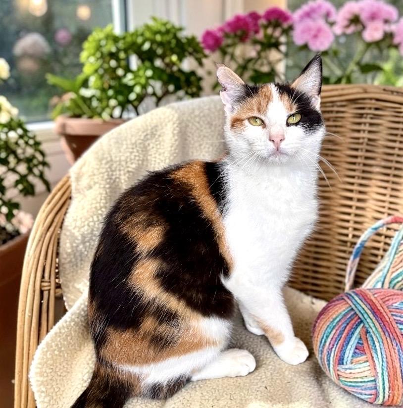 Enlarge Twix, a ADOPTABLE Calico in Perry, IA image 2/4