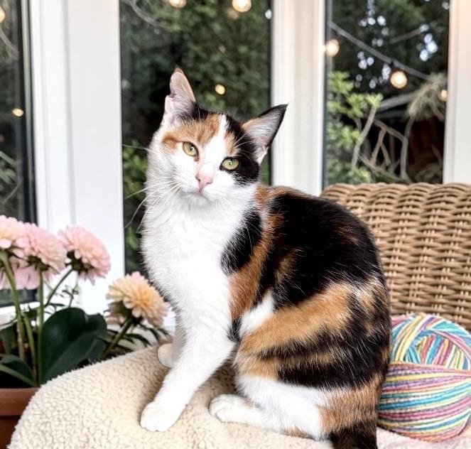 Enlarge Twix, a ADOPTABLE Calico in Perry, IA image 3/4