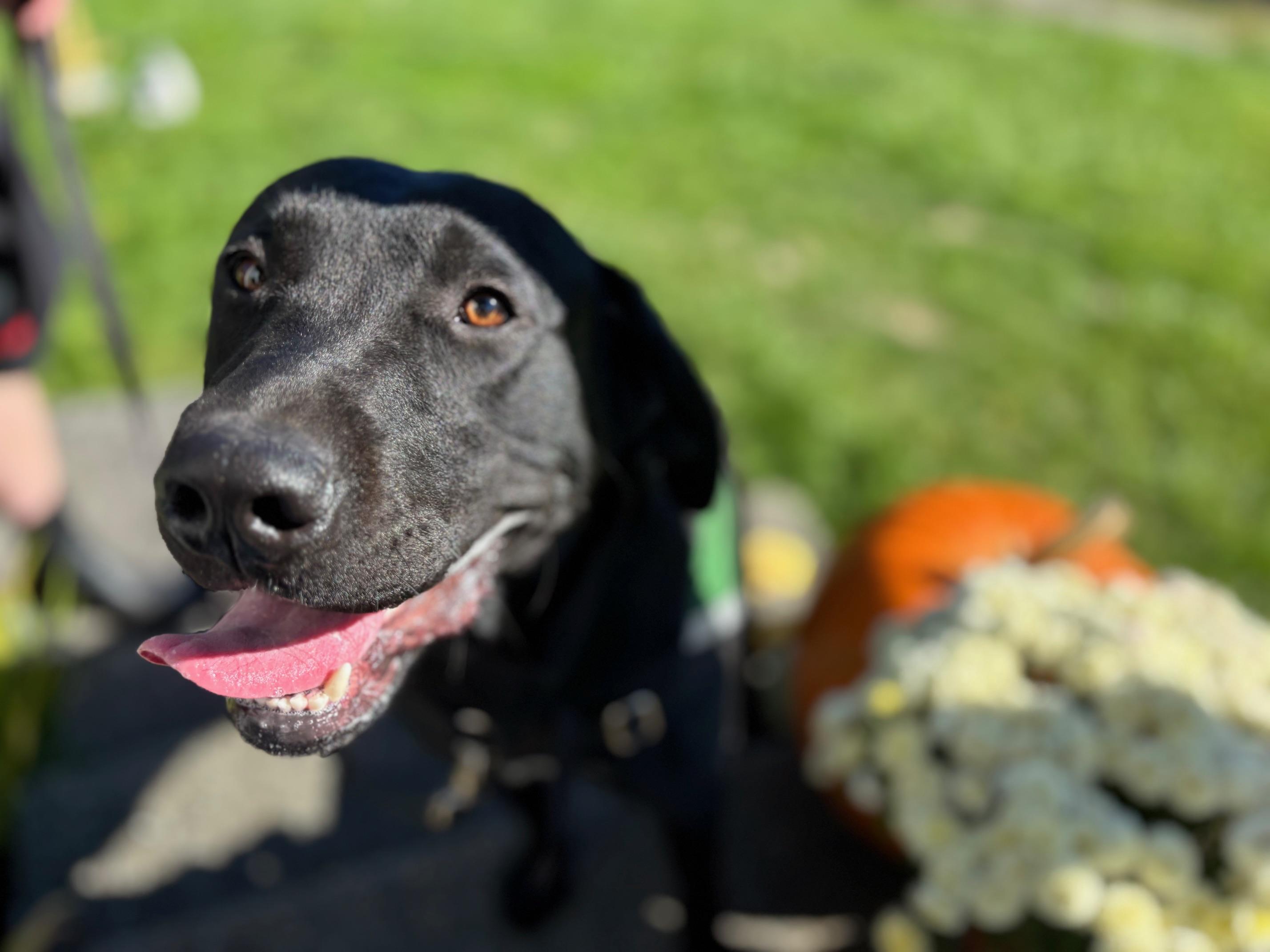 Numo, an adopted Black Labrador Retriever in Anacortes, WA image 4/6