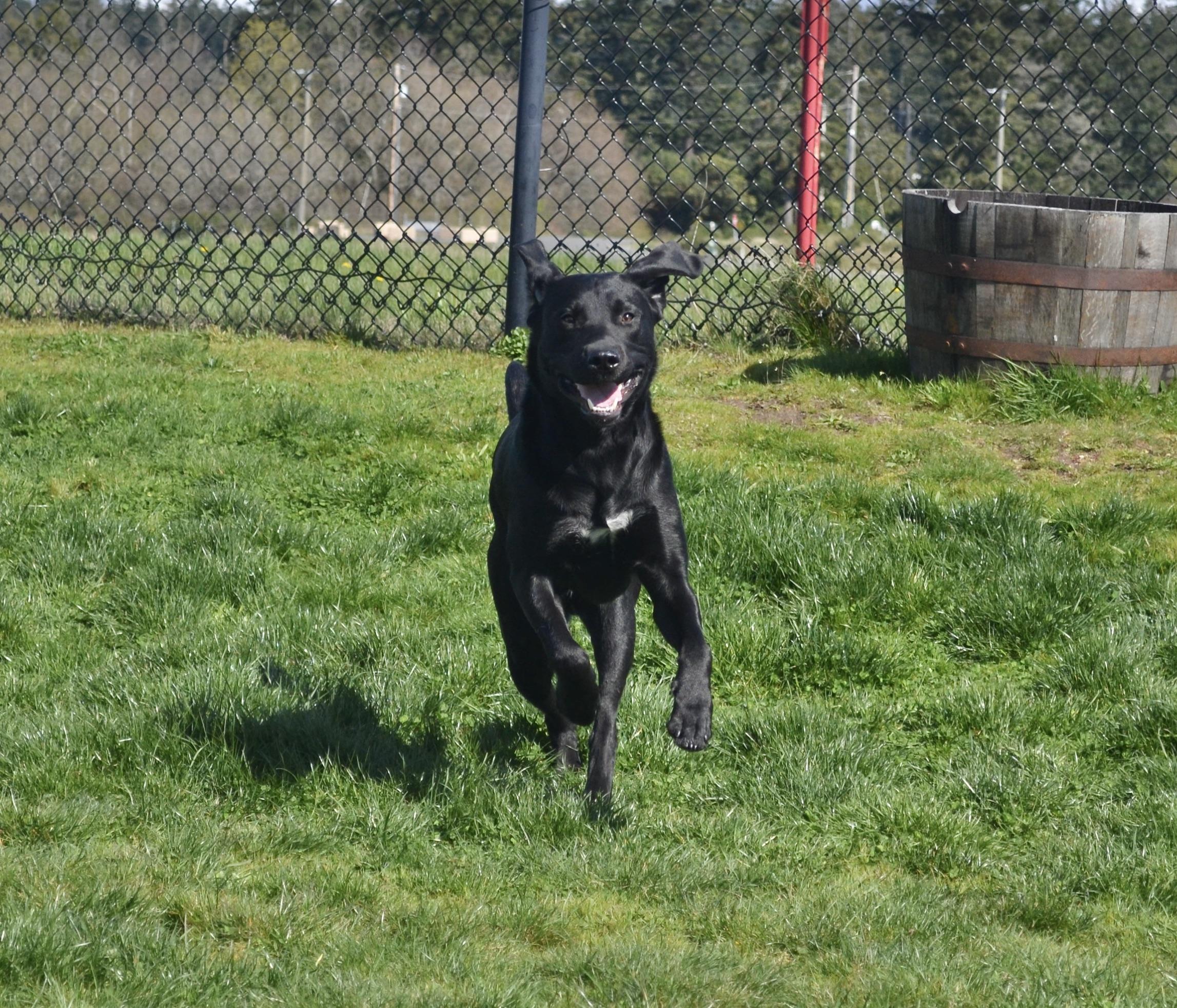 Numo, an adopted Black Labrador Retriever in Anacortes, WA image 2/6