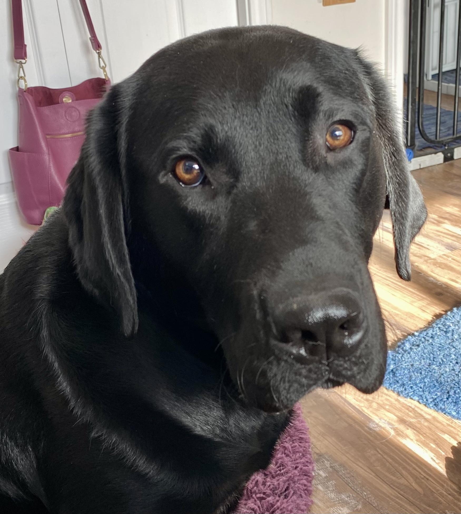 Numo, an adopted Black Labrador Retriever in Anacortes, WA image 1/6