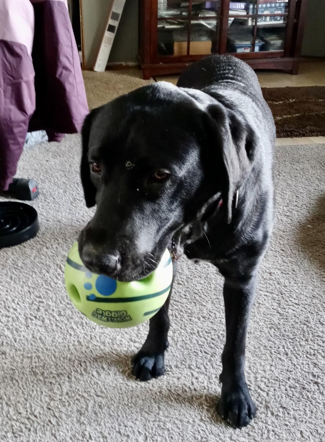 Numo, an adopted Black Labrador Retriever in Anacortes, WA image 5/6