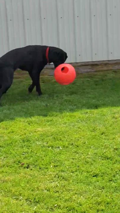 Enlarge Numo, an adopted Black Labrador Retriever in Anacortes, WA video 6/6