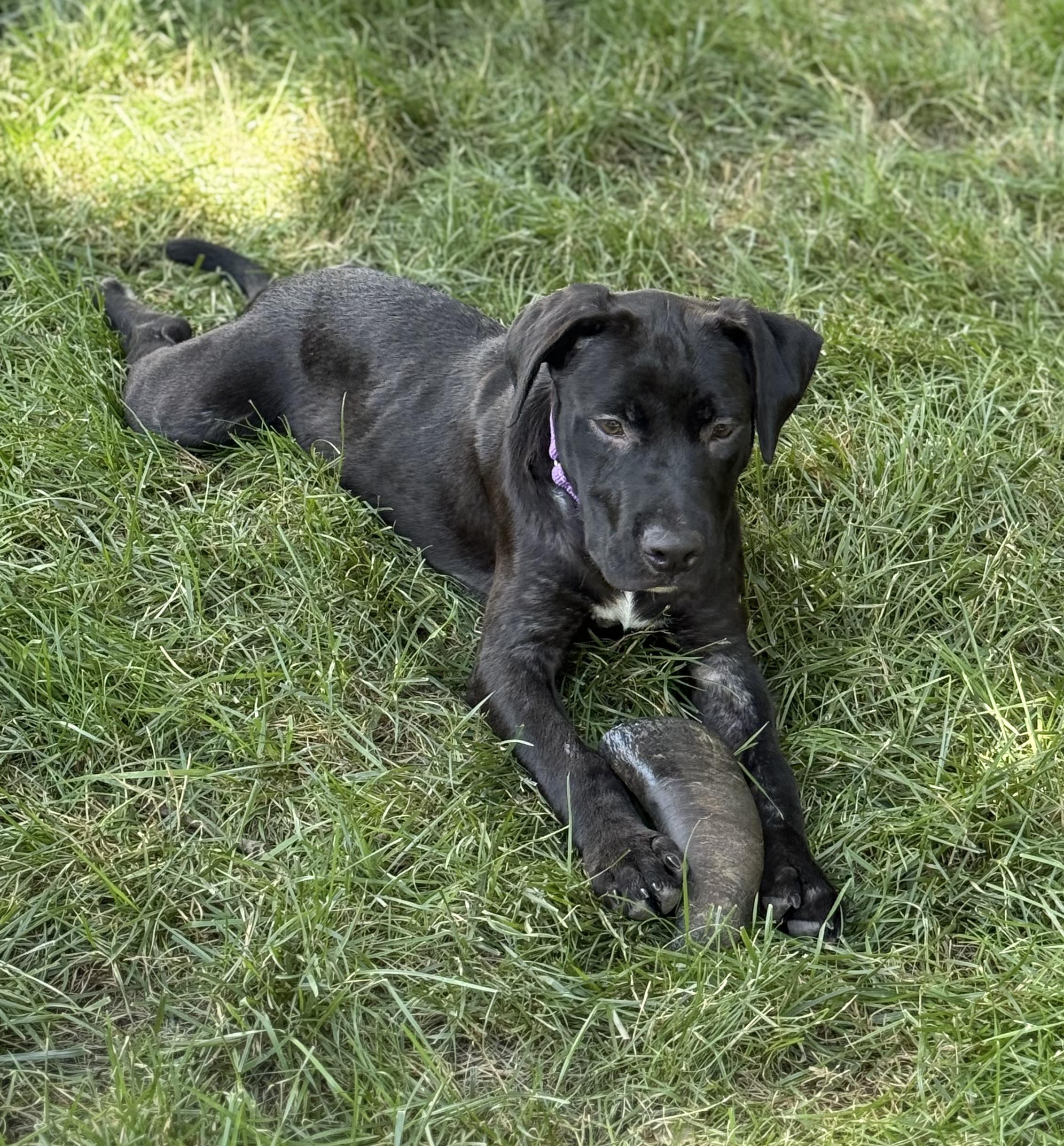 Marlin, a Adoptable mixed breed in Pleasant Valley, NY image 3/3