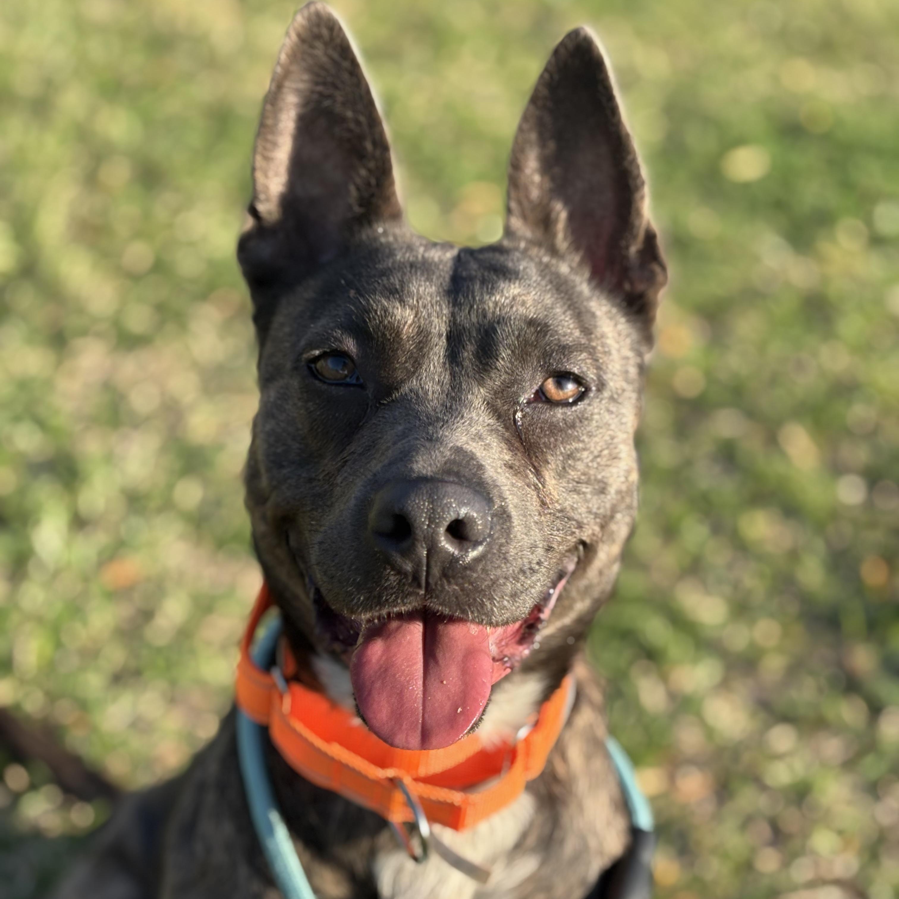 Enlarge Raja, a Adoptable mixed breed in Pelham, NH image 2/6