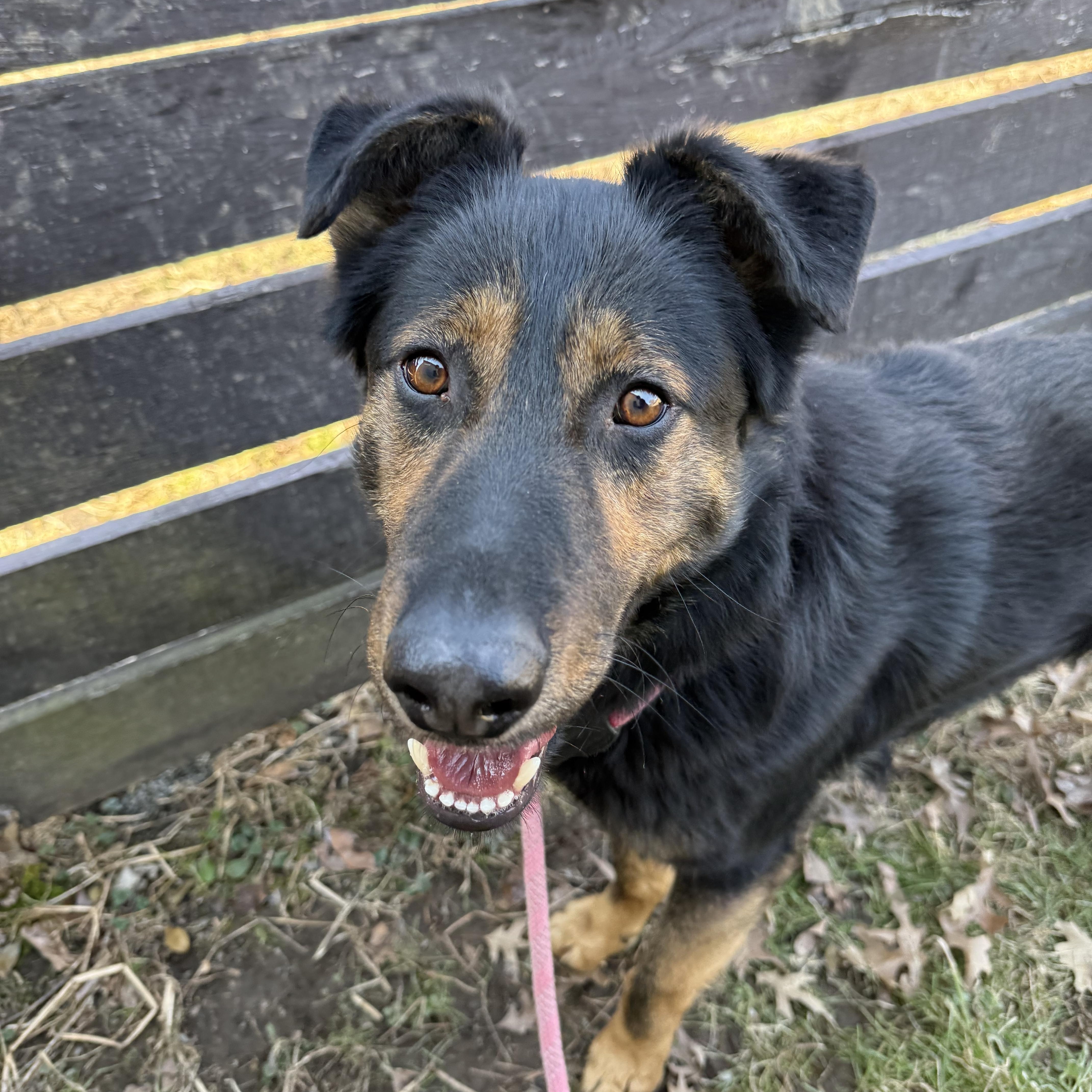 Enlarge Vinny, a ADOPTABLE mixed breed in Fairfax, VA image 2/4