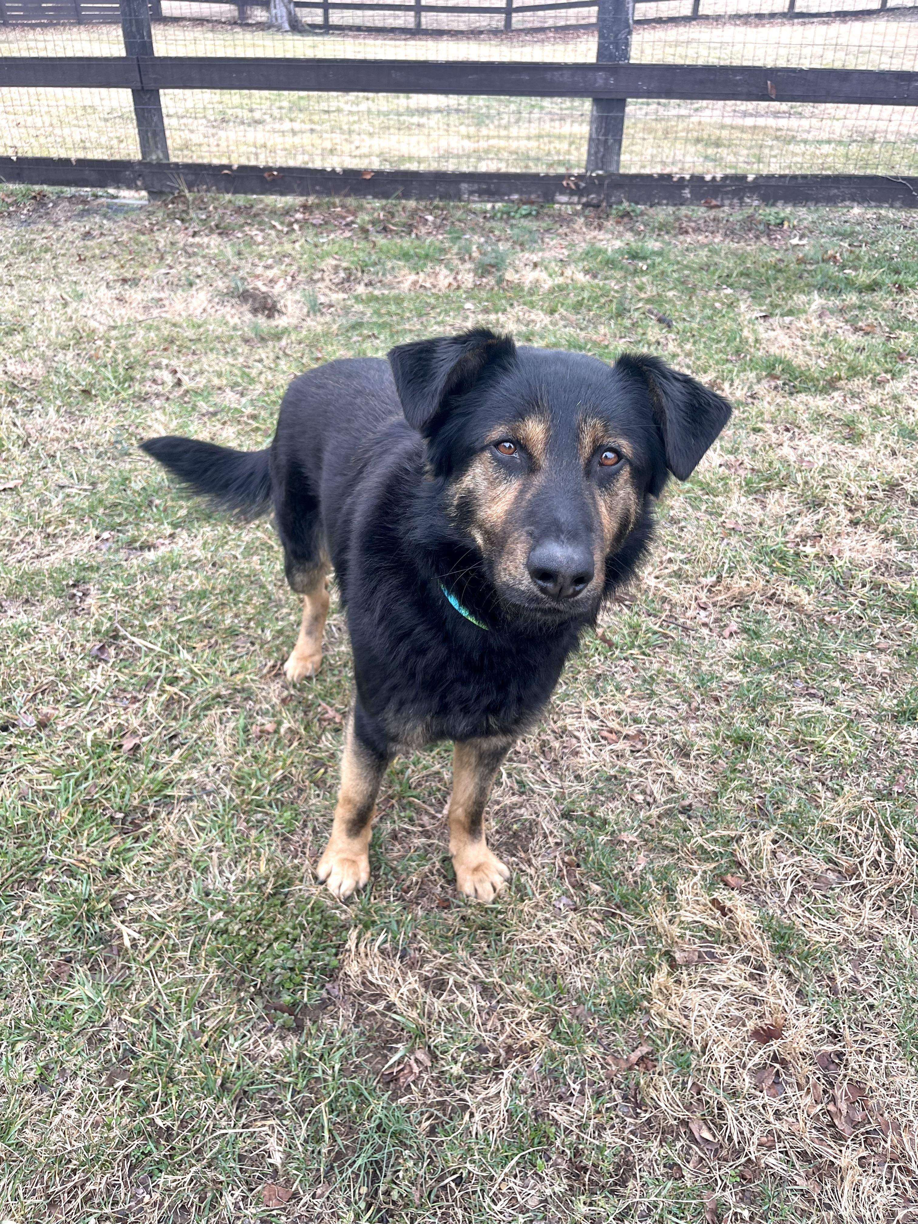 Vinny, ADOPTABLE, Young Male German Shepherd Dog.
