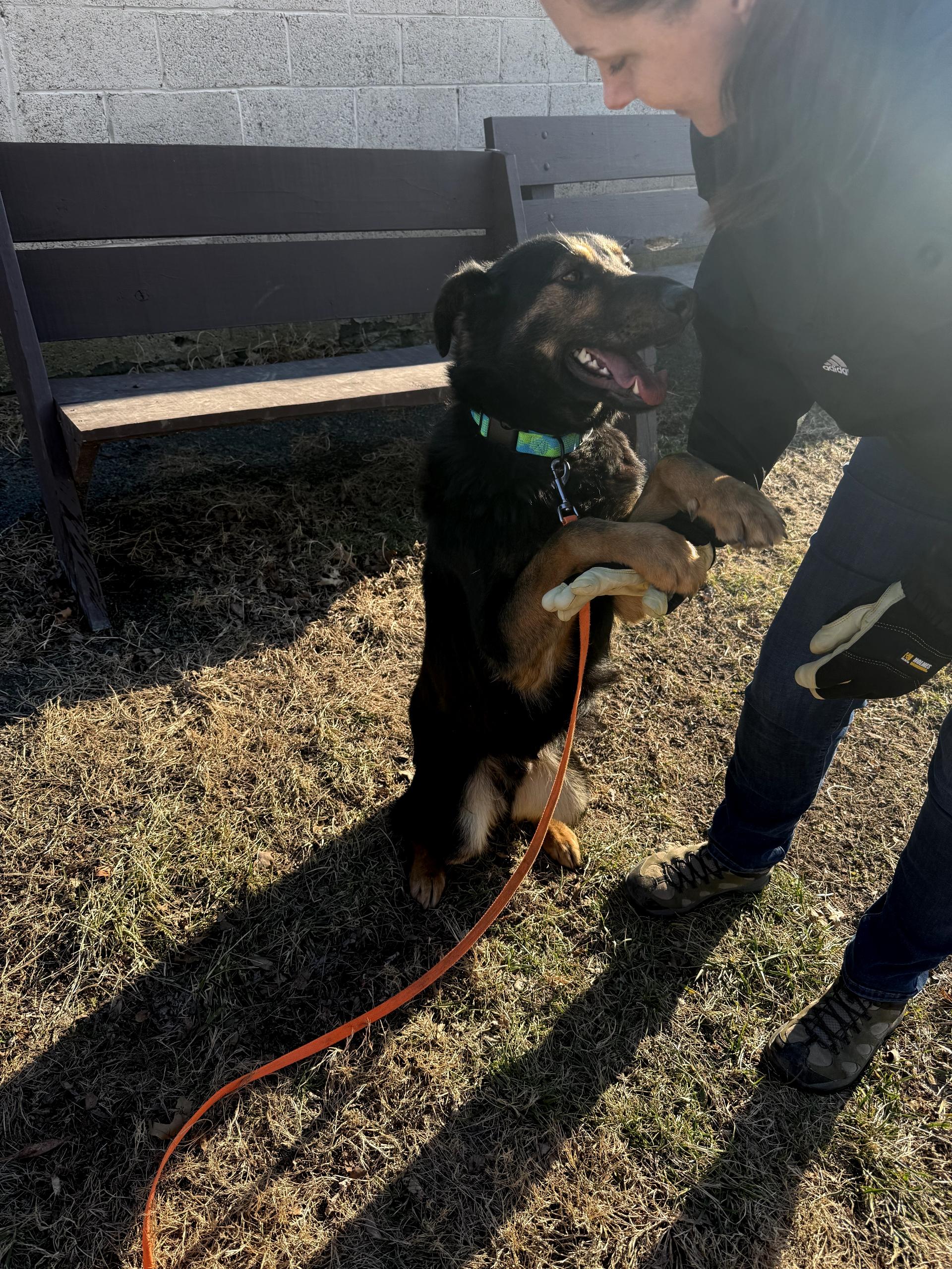Enlarge Vinny, a ADOPTABLE mixed breed in Fairfax, VA image 3/4