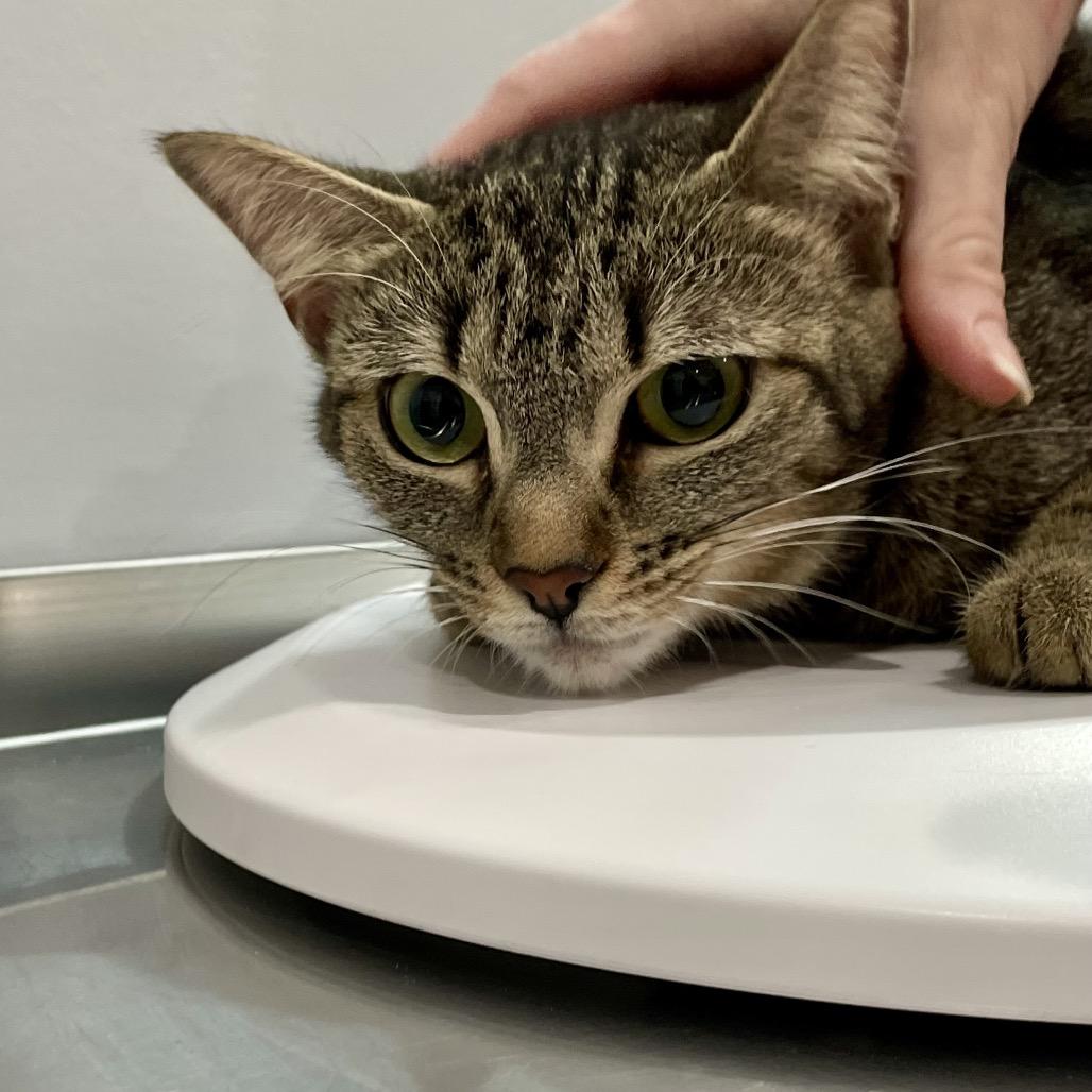 Tabitha, Adoptable, Adult Female Domestic Short Hair.