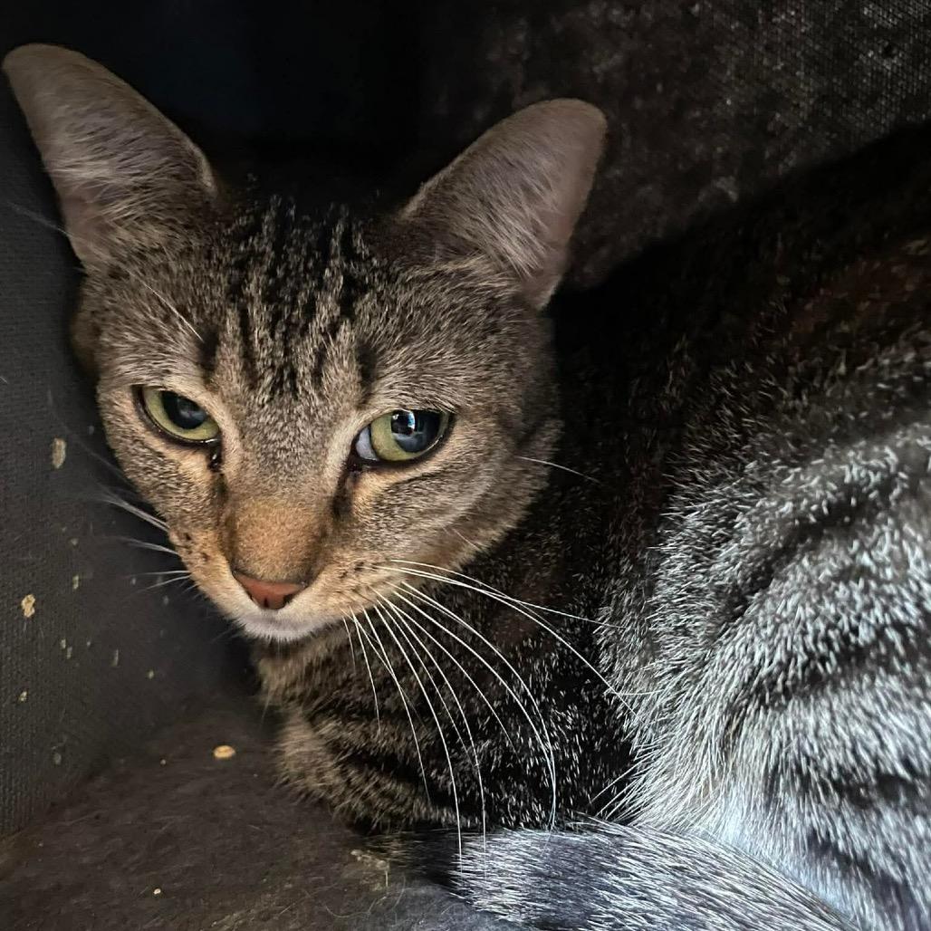 Enlarge Tabitha, a Adoptable Domestic Short Hair in Fairmont, WV image 2/3