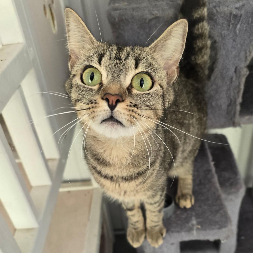 Enlarge Tabitha, a Adoptable Domestic Short Hair in Fairmont, WV image 3/3