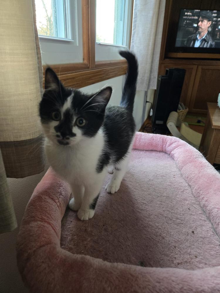 Otto, Adoptable, Kitten Male Domestic Short Hair.