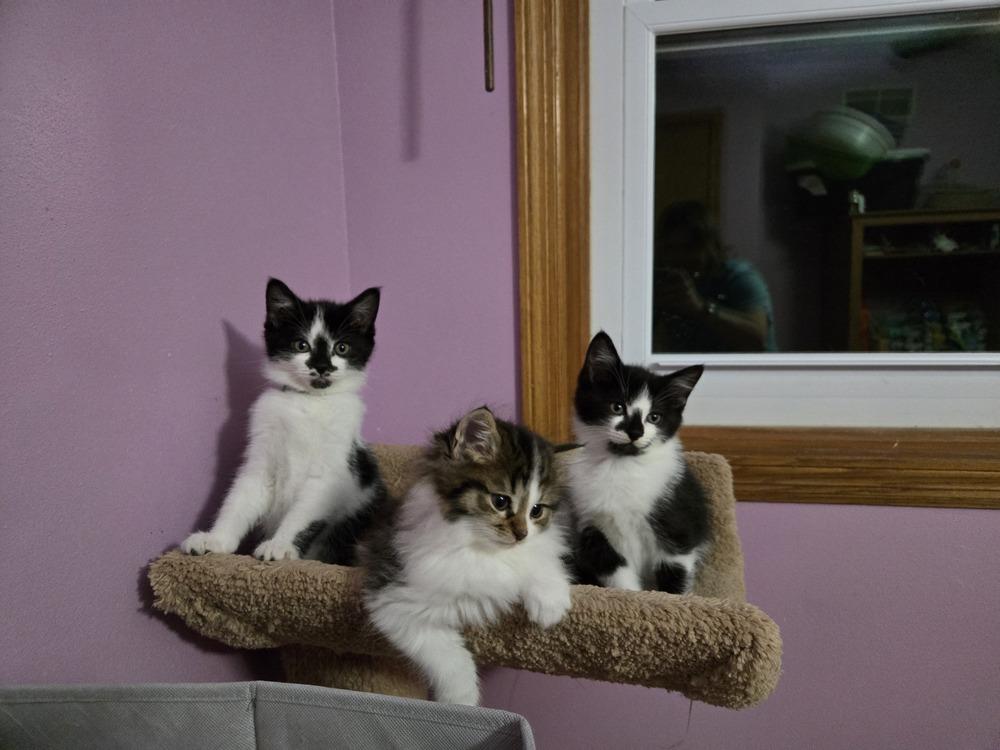 Enlarge Otto, a Adoptable mixed breed in Union Grove, WI image 3/4