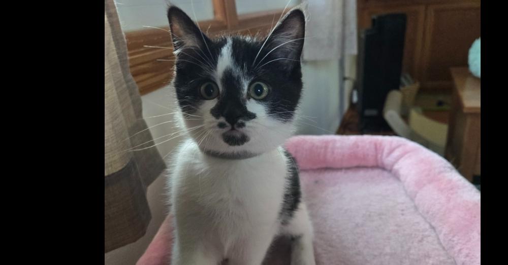 Enlarge Otto, a Adoptable mixed breed in Union Grove, WI image 4/4