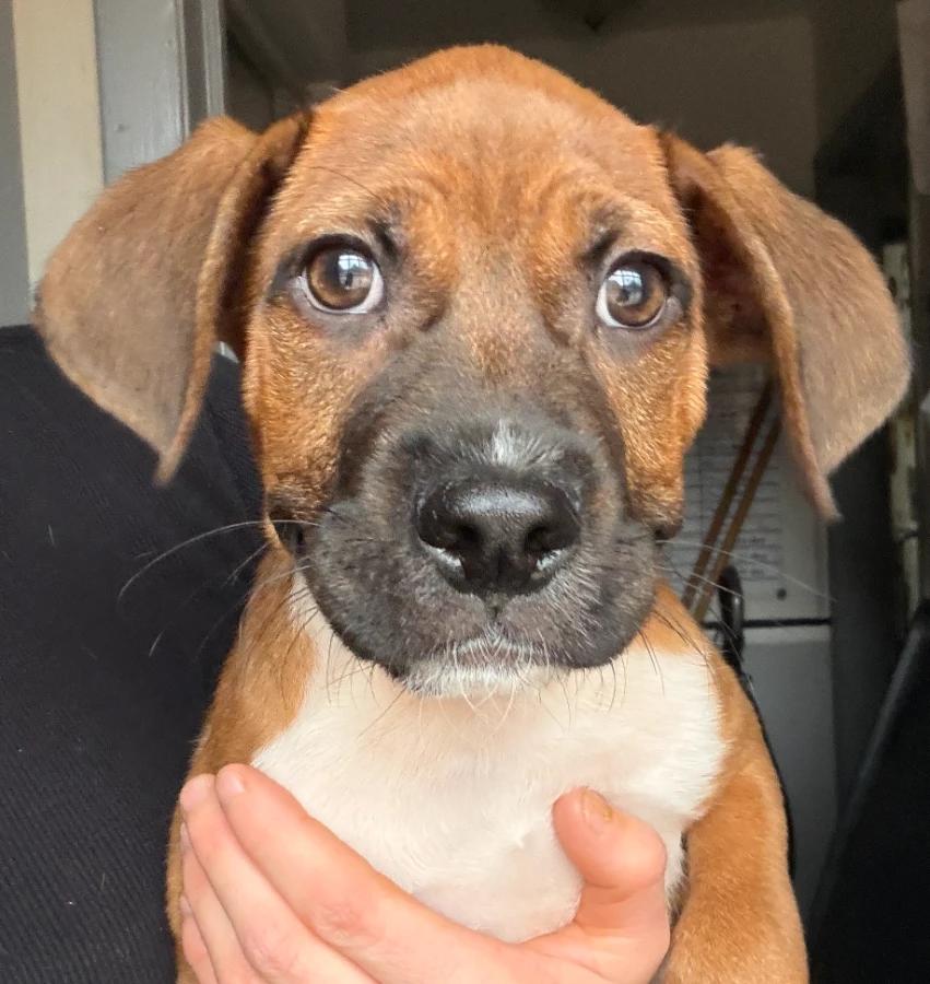 Enlarge Nemo, a Adoptable mixed breed in Lindenhurst, NY image 1/1