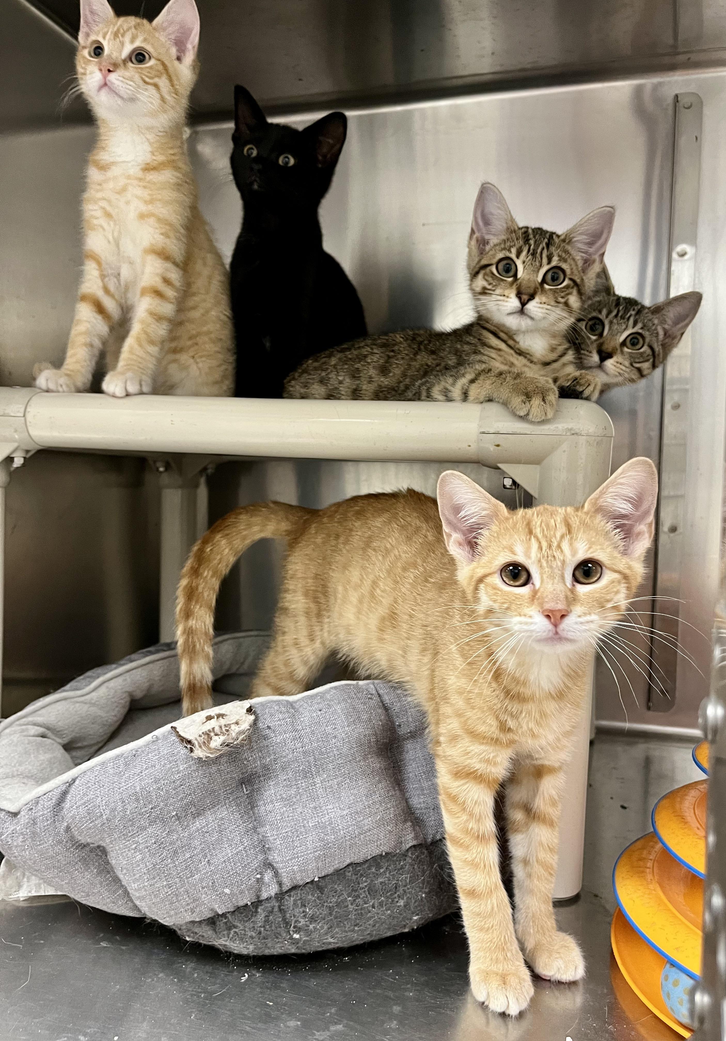 The Artist Colony Kittens, ADOPTABLE, Kitten Male Domestic Short Hair.