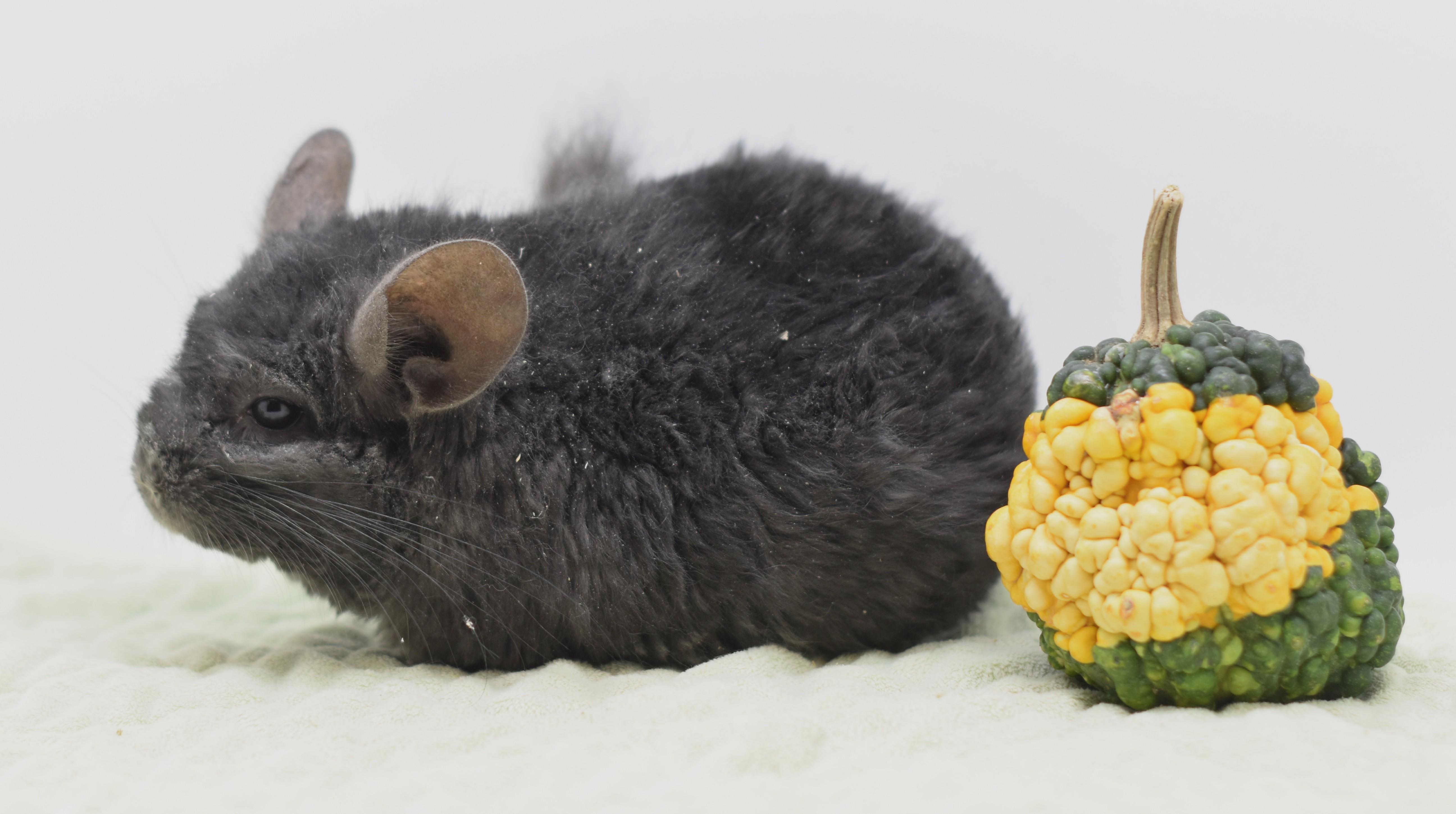 Jojo, adopted, Adult Male Chinchilla.