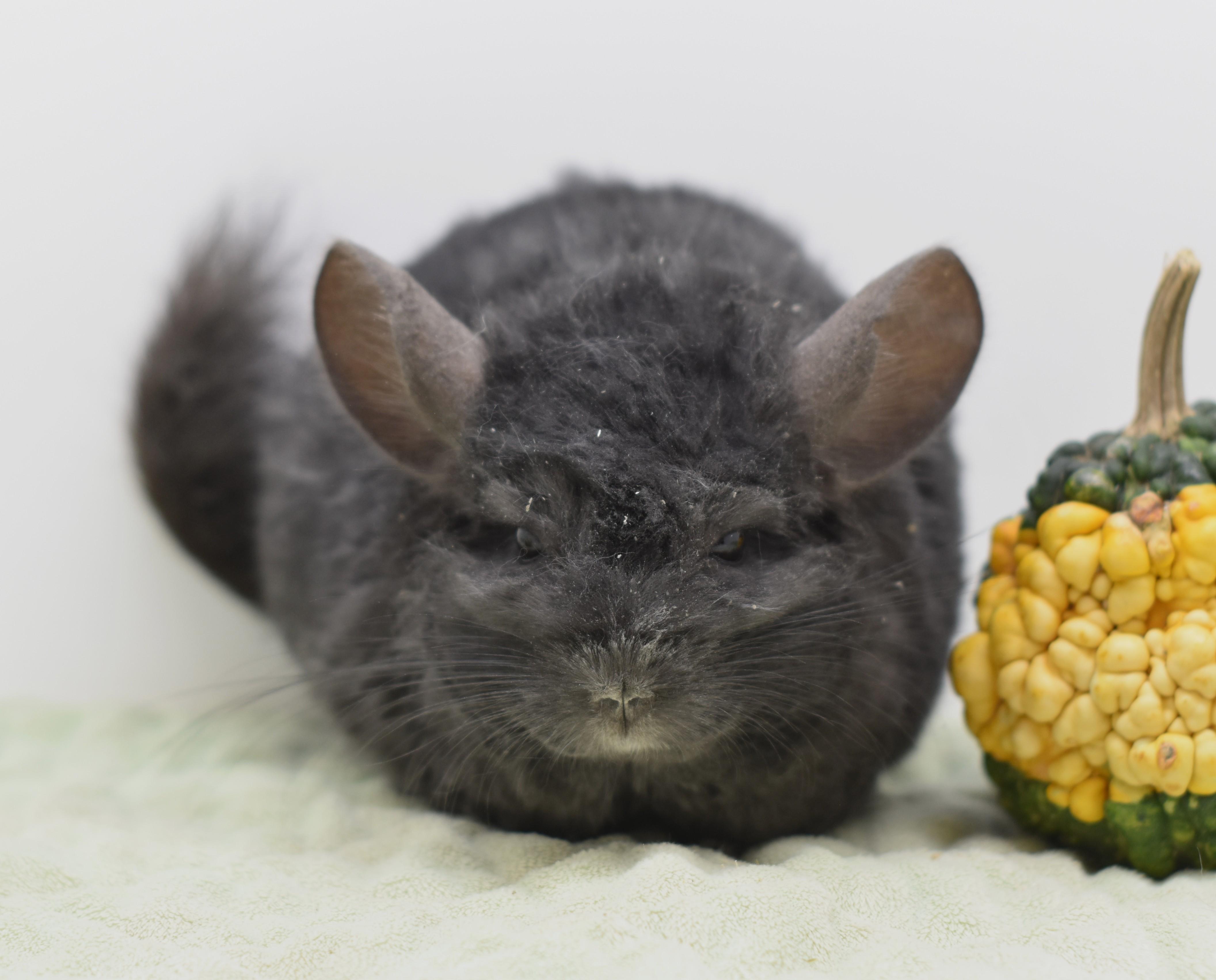 Enlarge Jojo, an adopted Chinchilla in Wolcott, IN image 2/3