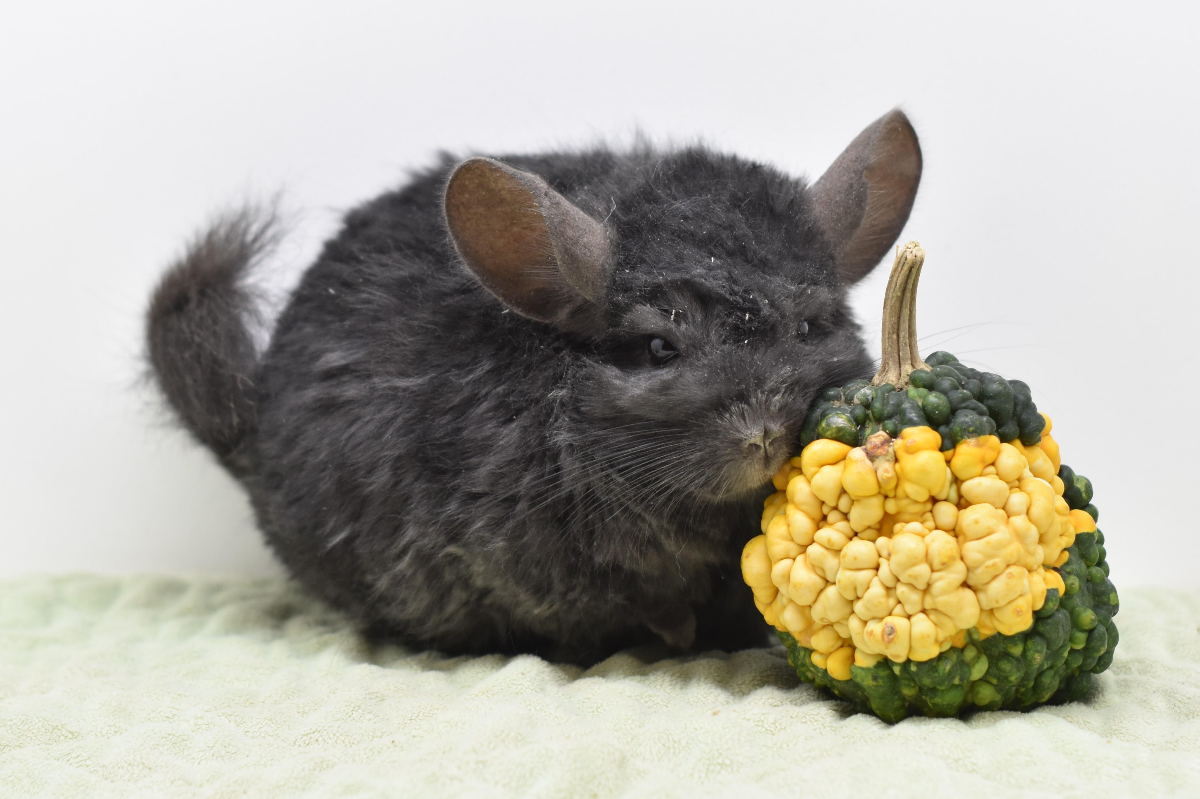 Enlarge Jojo, an adopted Chinchilla in Wolcott, IN image 3/3