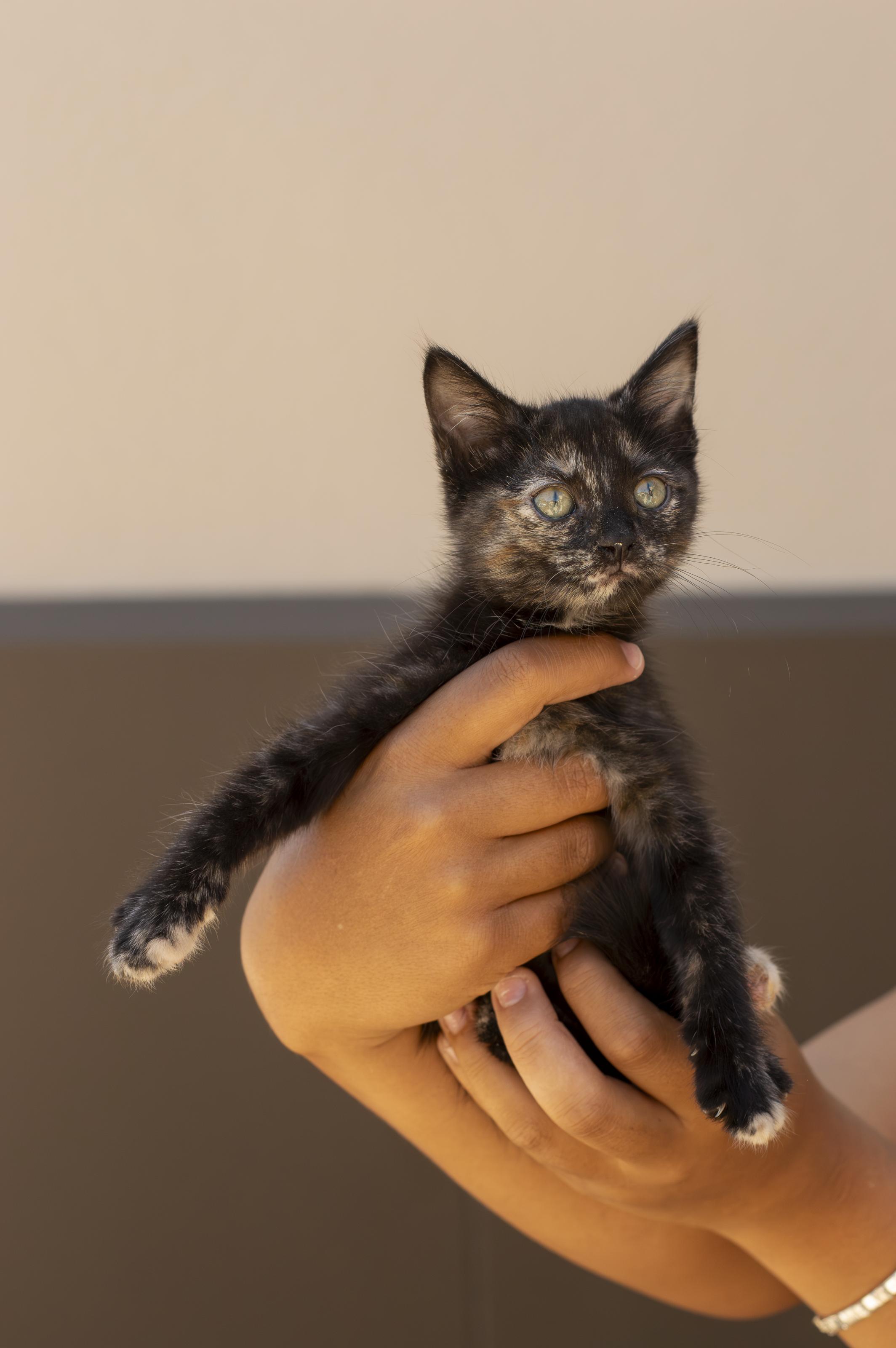 Enlarge Ember, a ADOPTABLE Domestic Short Hair in Elk Grove, CA image 1/1