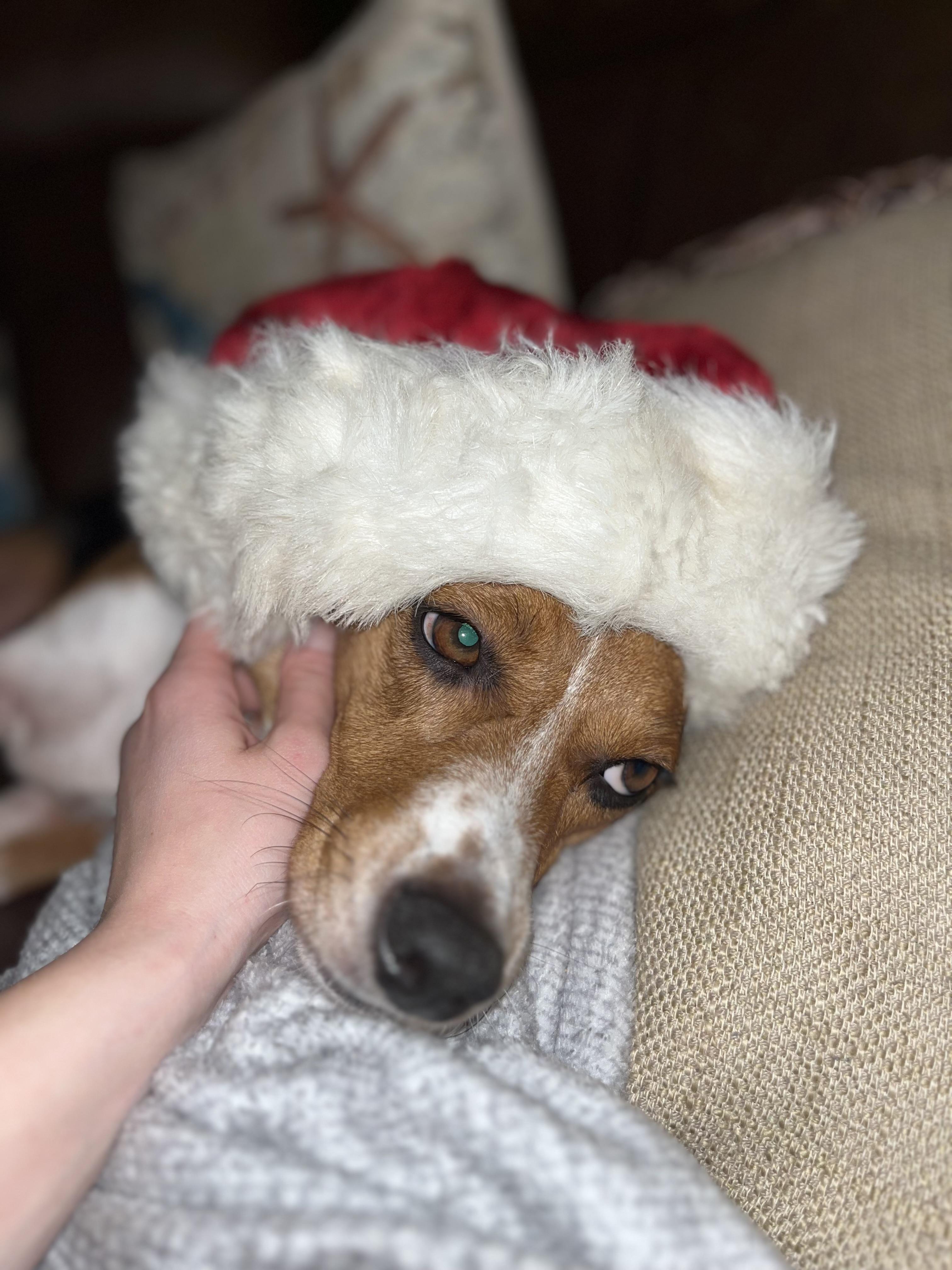 Enlarge Cash, a ADOPTABLE Beagle in tampa, FL image 1/4