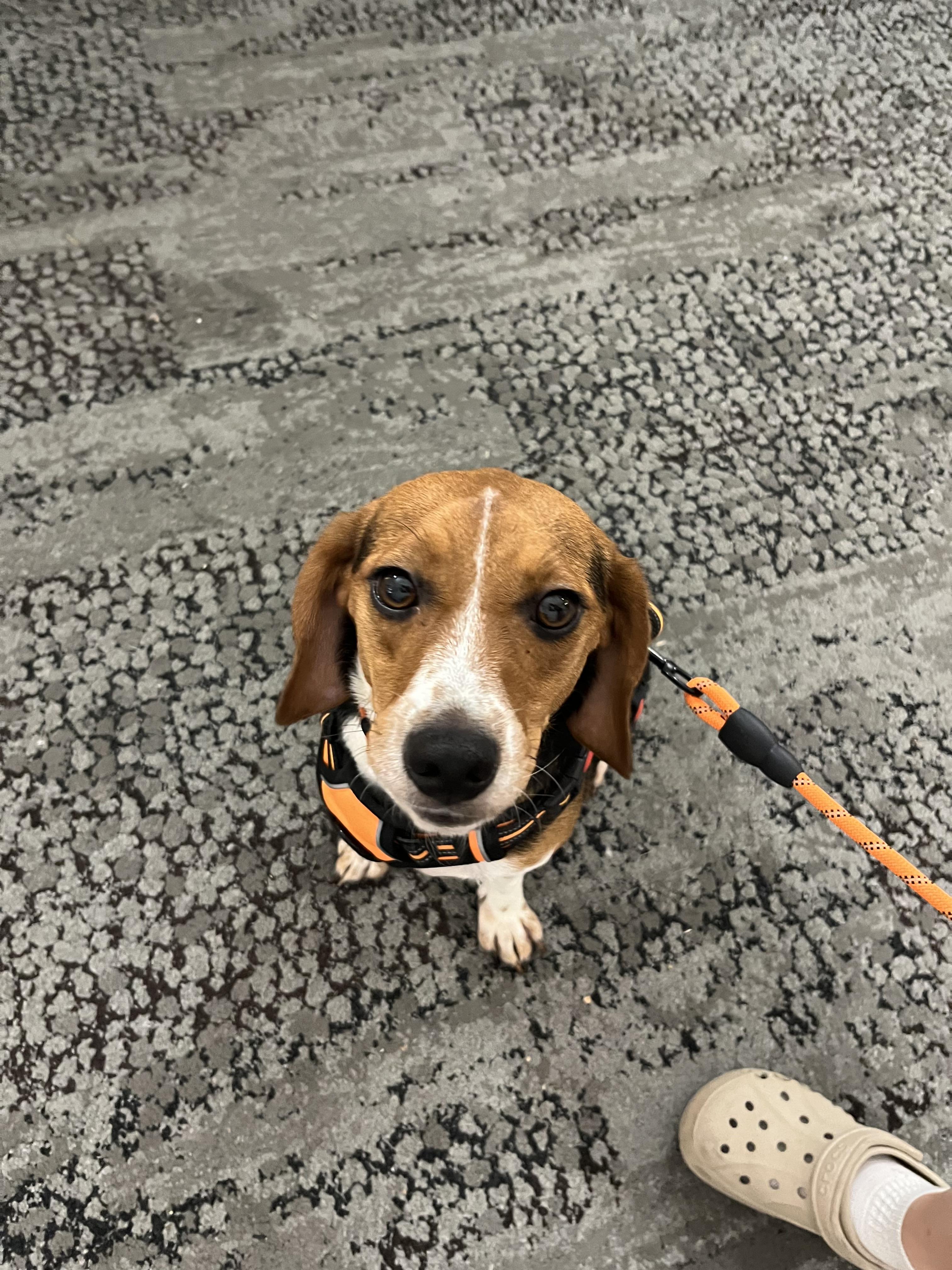 Enlarge Cash, a ADOPTABLE Beagle in tampa, FL image 2/4