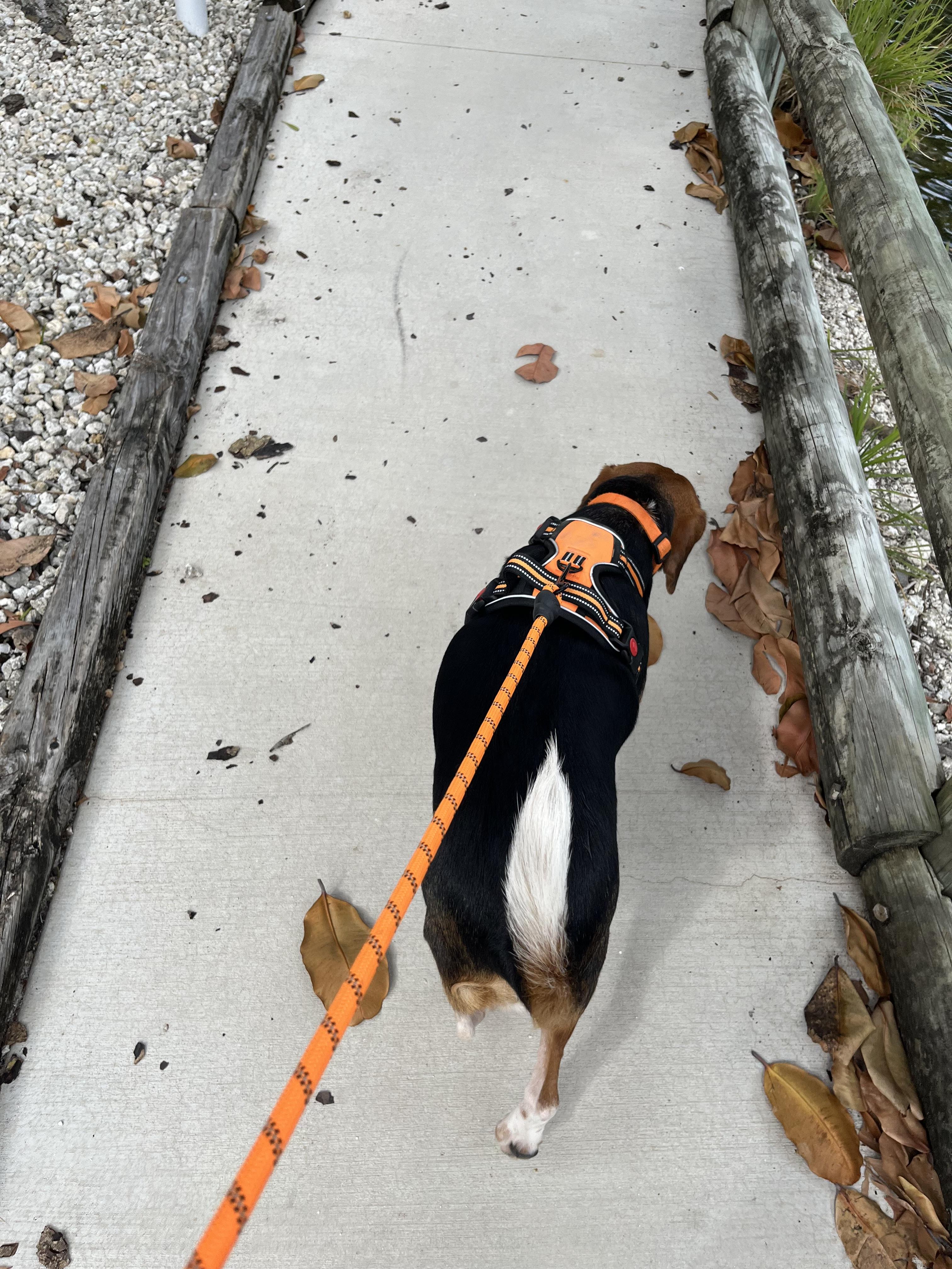 Enlarge Cash, a ADOPTABLE Beagle in tampa, FL image 4/4