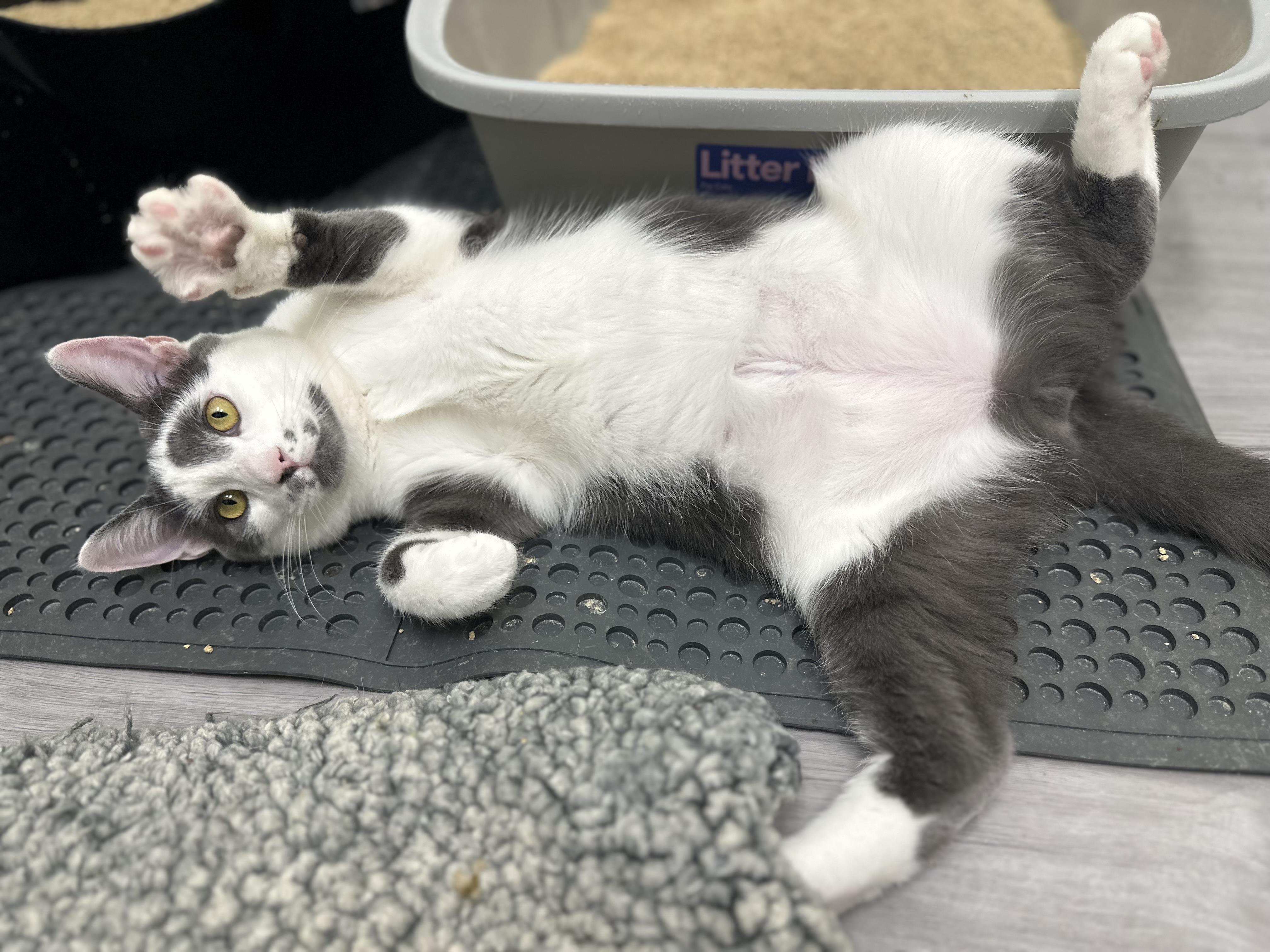 Enlarge Petunia, a Adoptable Domestic Short Hair in Pleasantville, NJ image 4/6