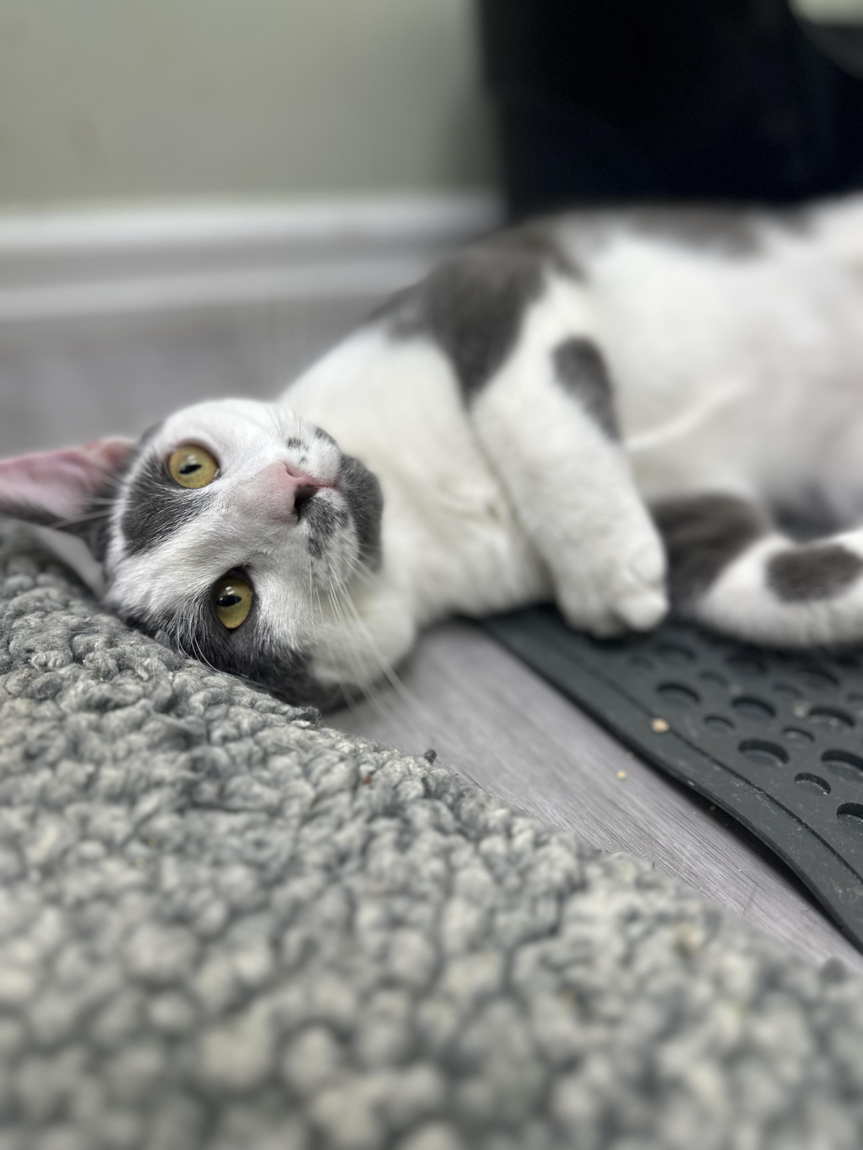 Enlarge Petunia, a Adoptable Domestic Short Hair in Pleasantville, NJ image 5/6