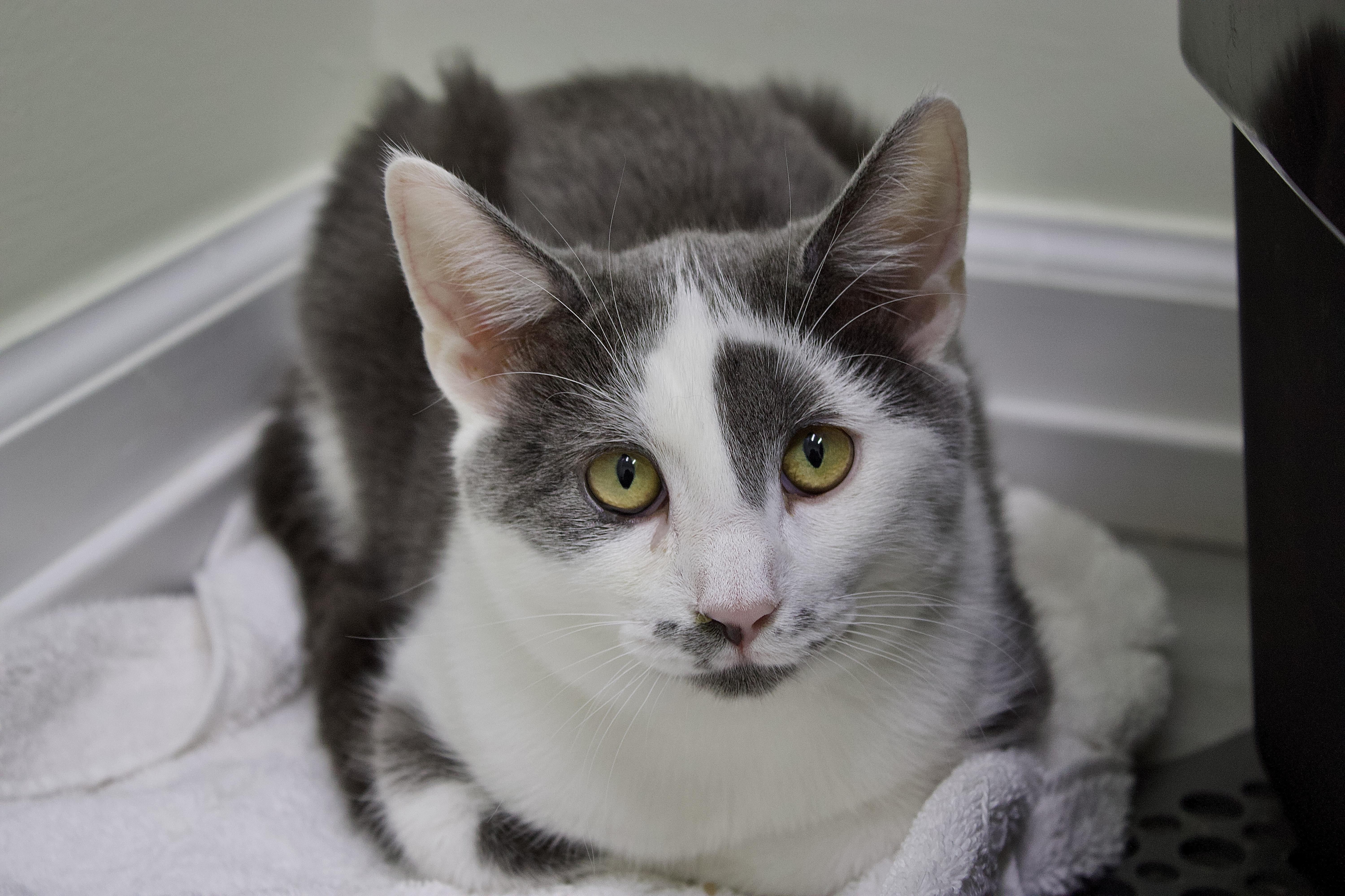 Petunia, Adoptable, Kitten Female Domestic Short Hair.