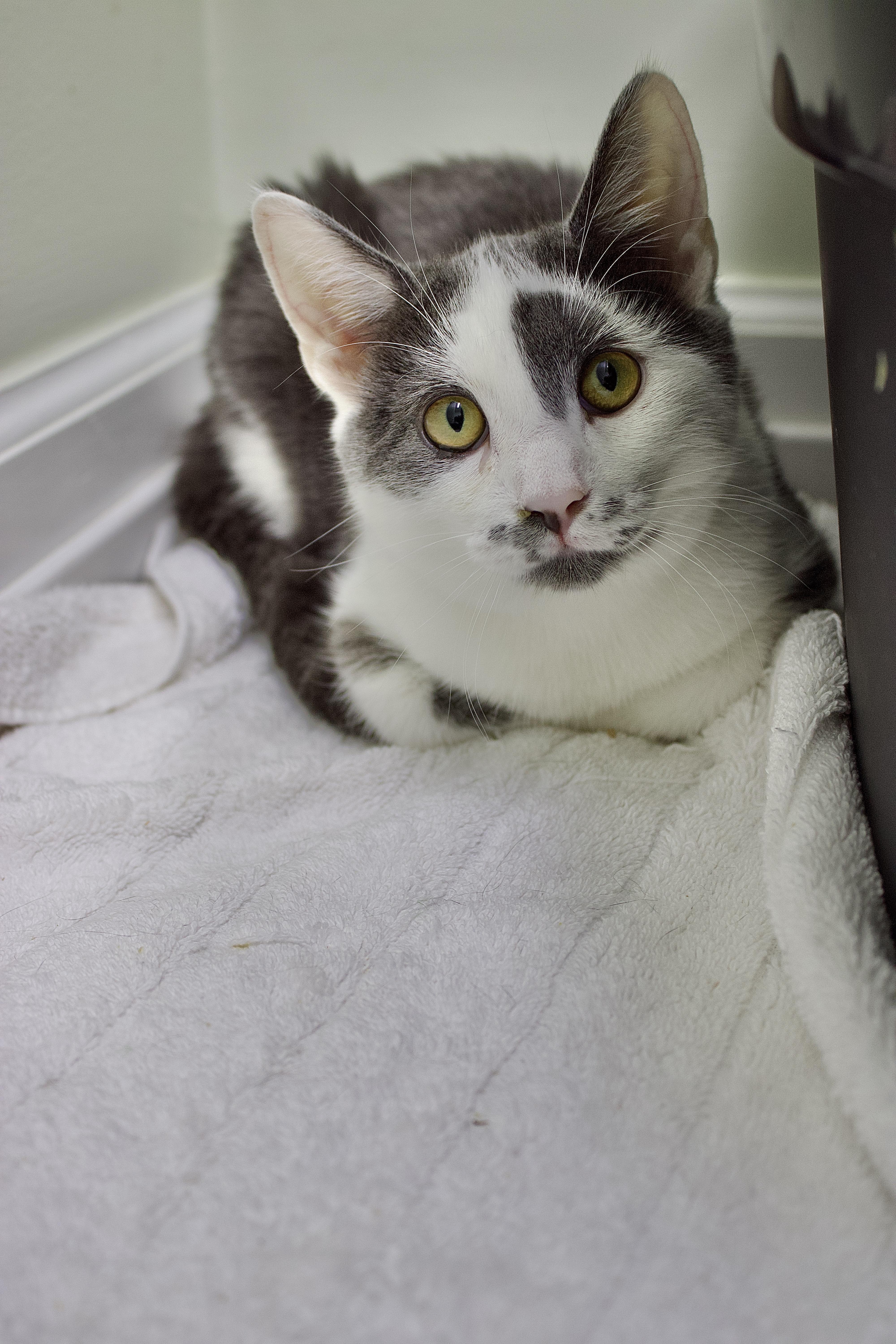 Petunia, a Adoptable Domestic Short Hair in Pleasantville, NJ image 2/4