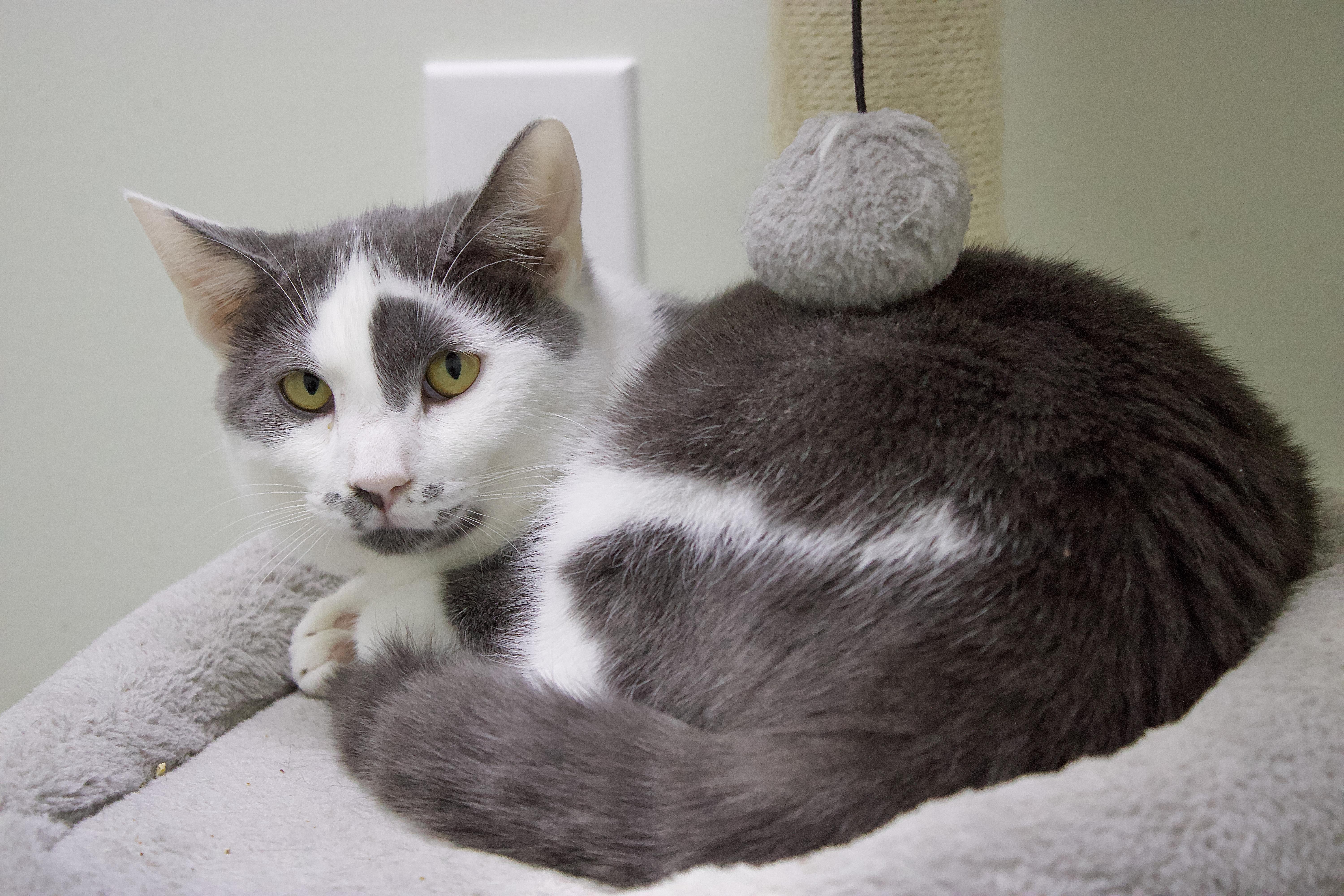 Petunia, a Adoptable Domestic Short Hair in Pleasantville, NJ image 3/4