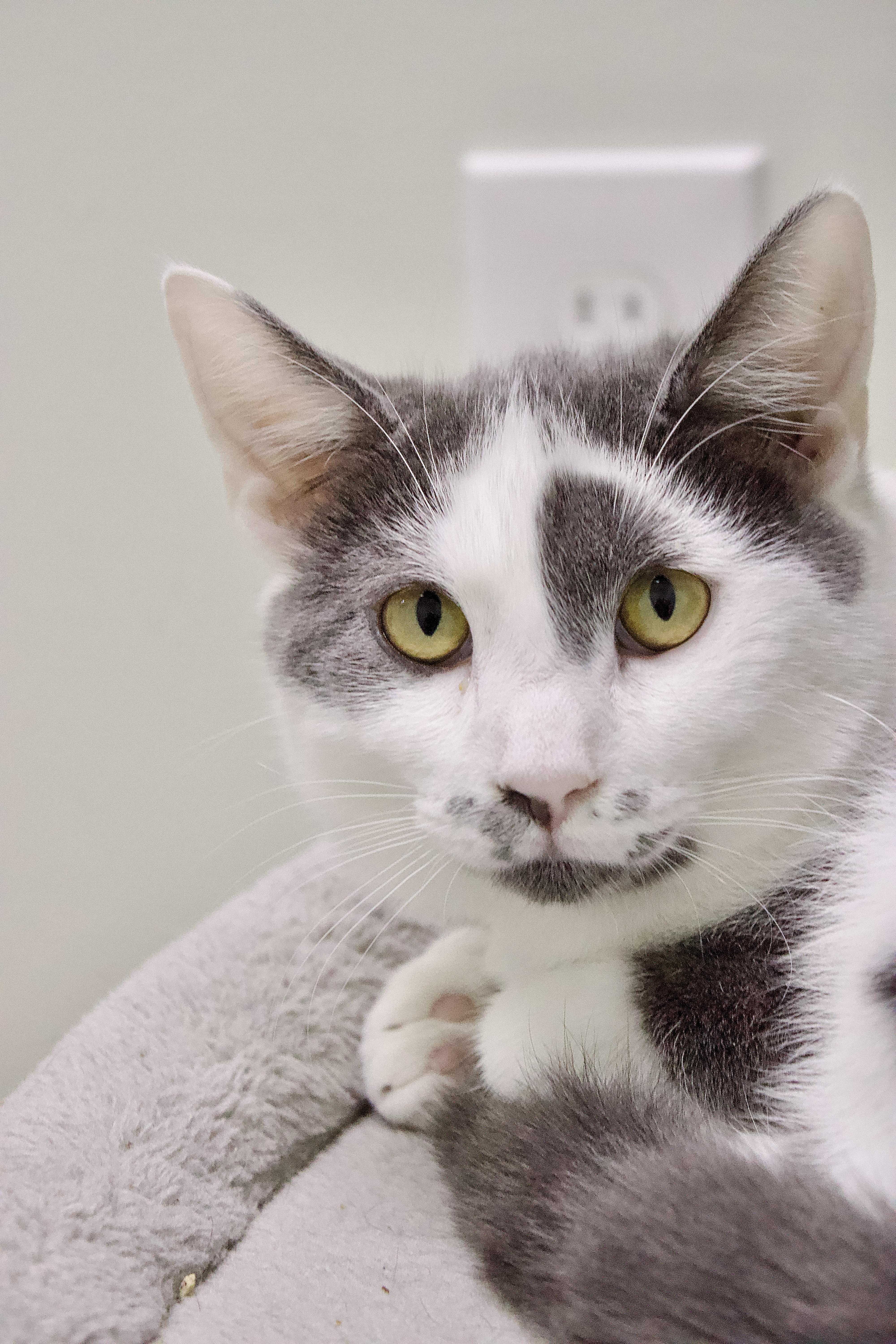 Petunia, a Adoptable Domestic Short Hair in Pleasantville, NJ image 4/4