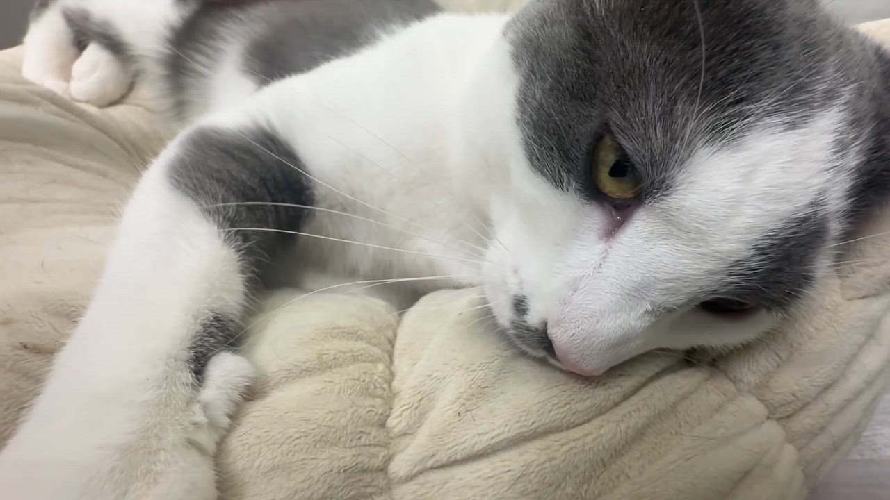 Enlarge Petunia, a Adoptable Domestic Short Hair in Pleasantville, NJ video 6/6