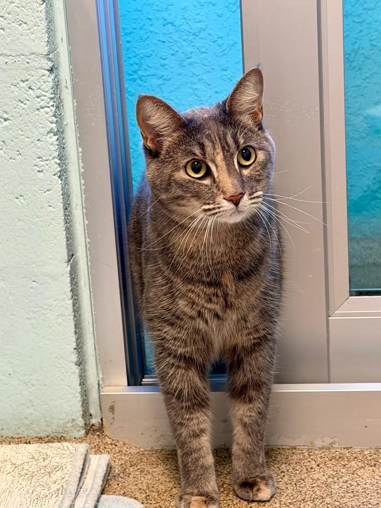 Enlarge Campari (Minnie), a Adoptable mixed breed in Cape Coral, FL image 1/1