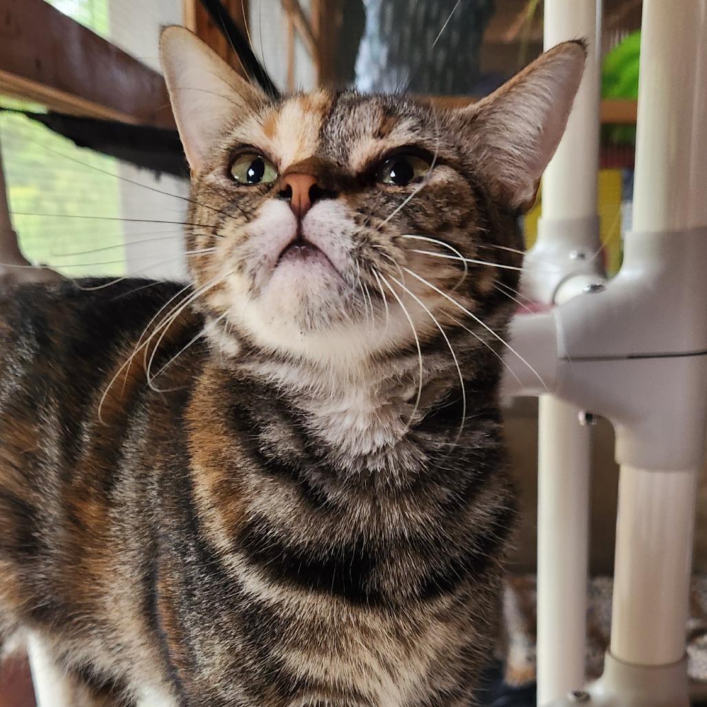 Maeve, Adoptable, Adult Female American Shorthair & Domestic Short Hair.