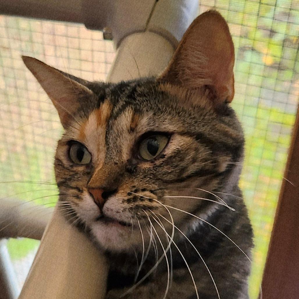 Enlarge Maeve, a Adoptable mixed breed in Brighton, MO image 2/5