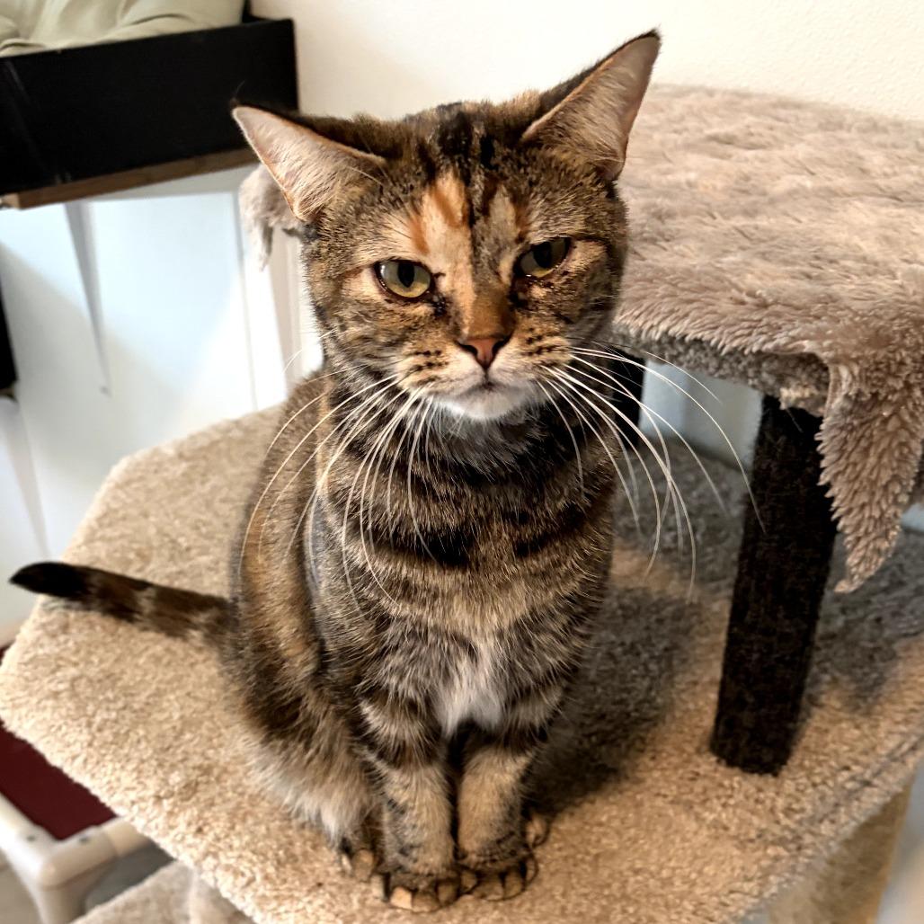 Enlarge Maeve, a Adoptable mixed breed in Brighton, MO image 3/5