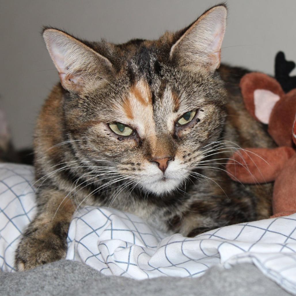 Enlarge Maeve, a Adoptable mixed breed in Brighton, MO image 4/5