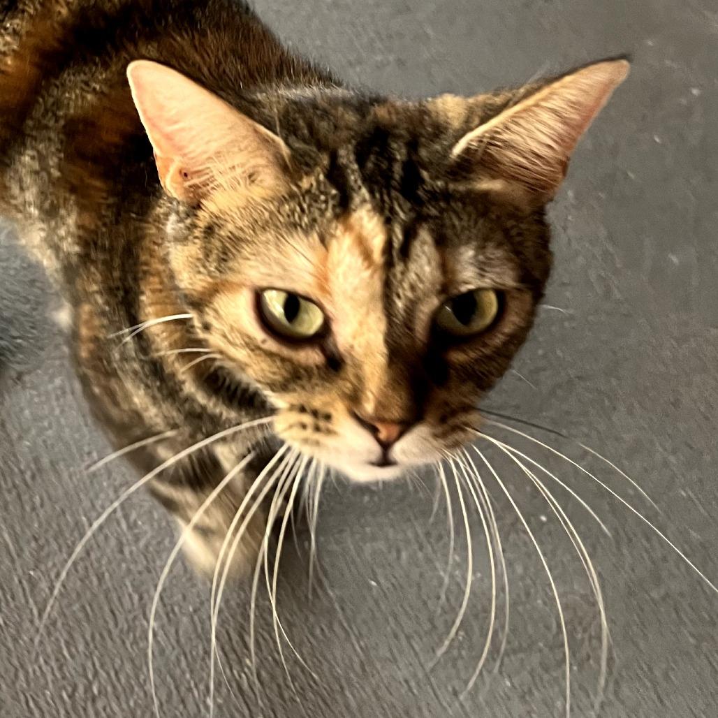 Enlarge Maeve, a Adoptable mixed breed in Brighton, MO image 5/5