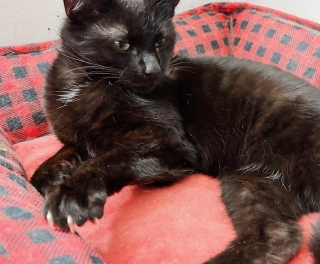 Enlarge Badger, a Adoptable mixed breed in Philadelphia, PA image 6/6