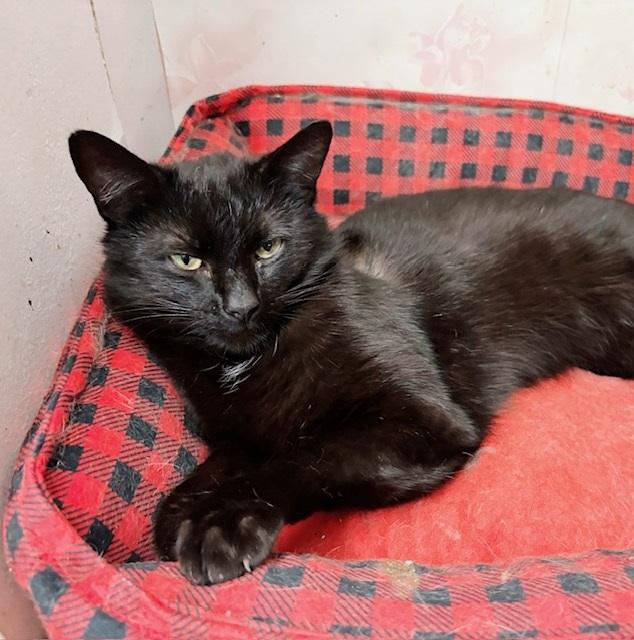 Enlarge Badger, a Adoptable mixed breed in Philadelphia, PA image 3/6