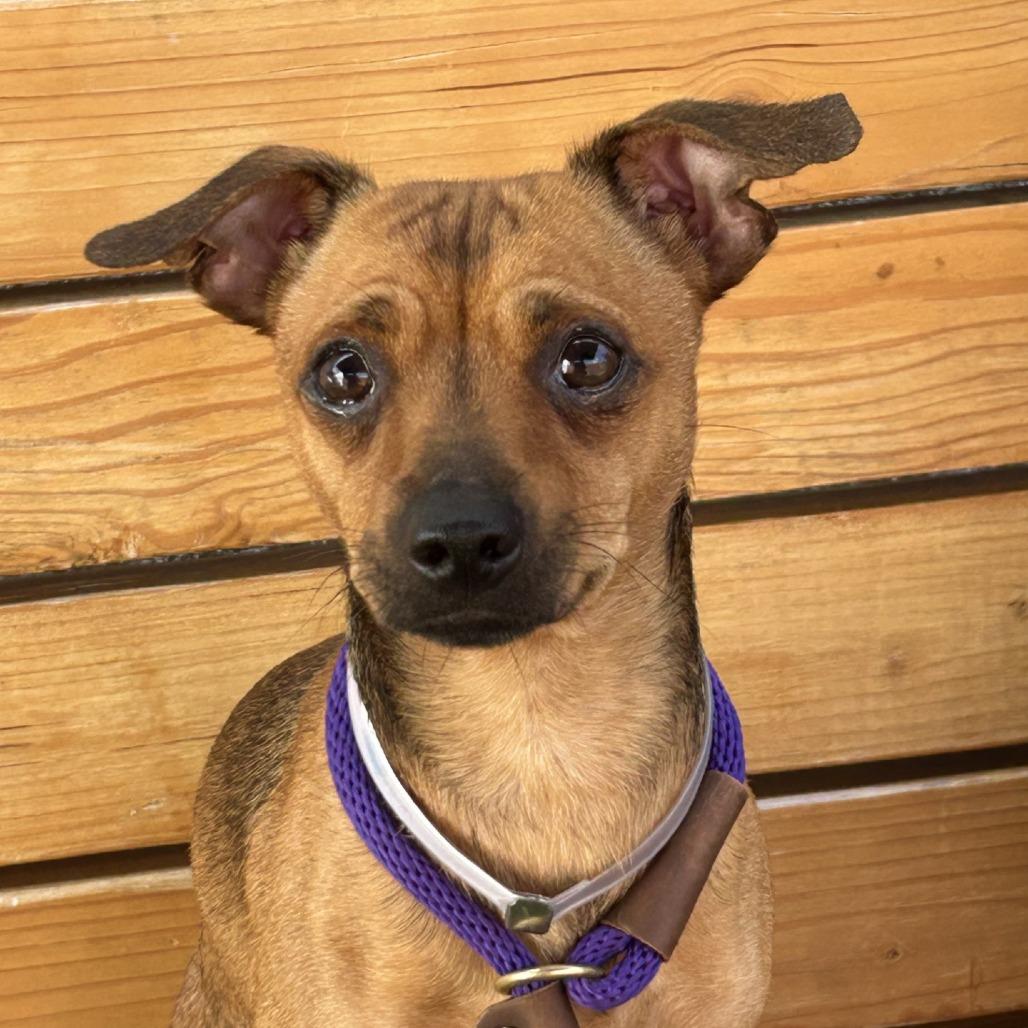 Enlarge Carmelo, a Adoptable Chihuahua in Long Beach, CA image 1/4