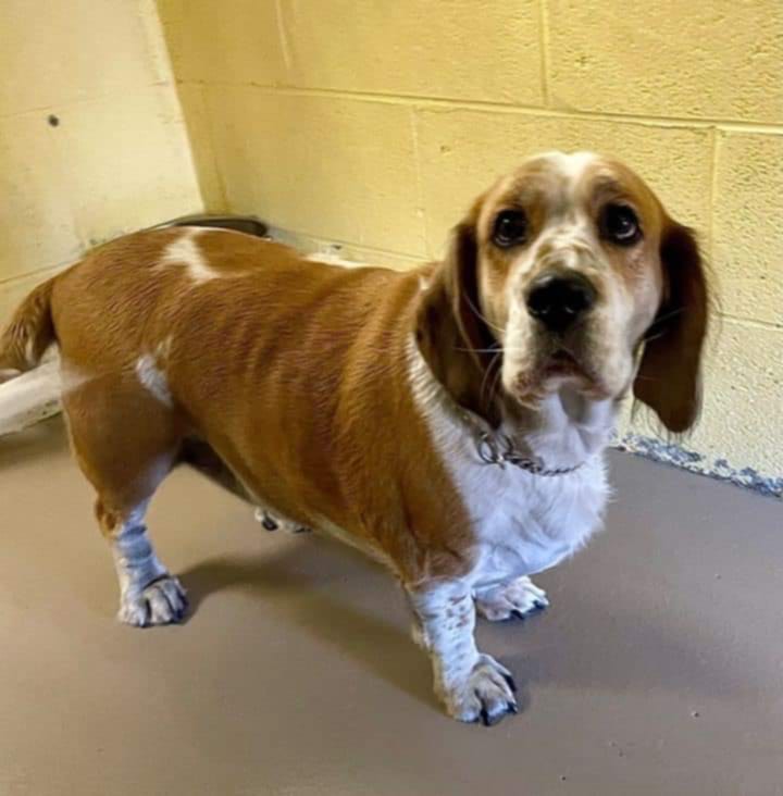 Enlarge Crumbs, a Adoptable Basset Hound in Knoxville, TN image 1/1