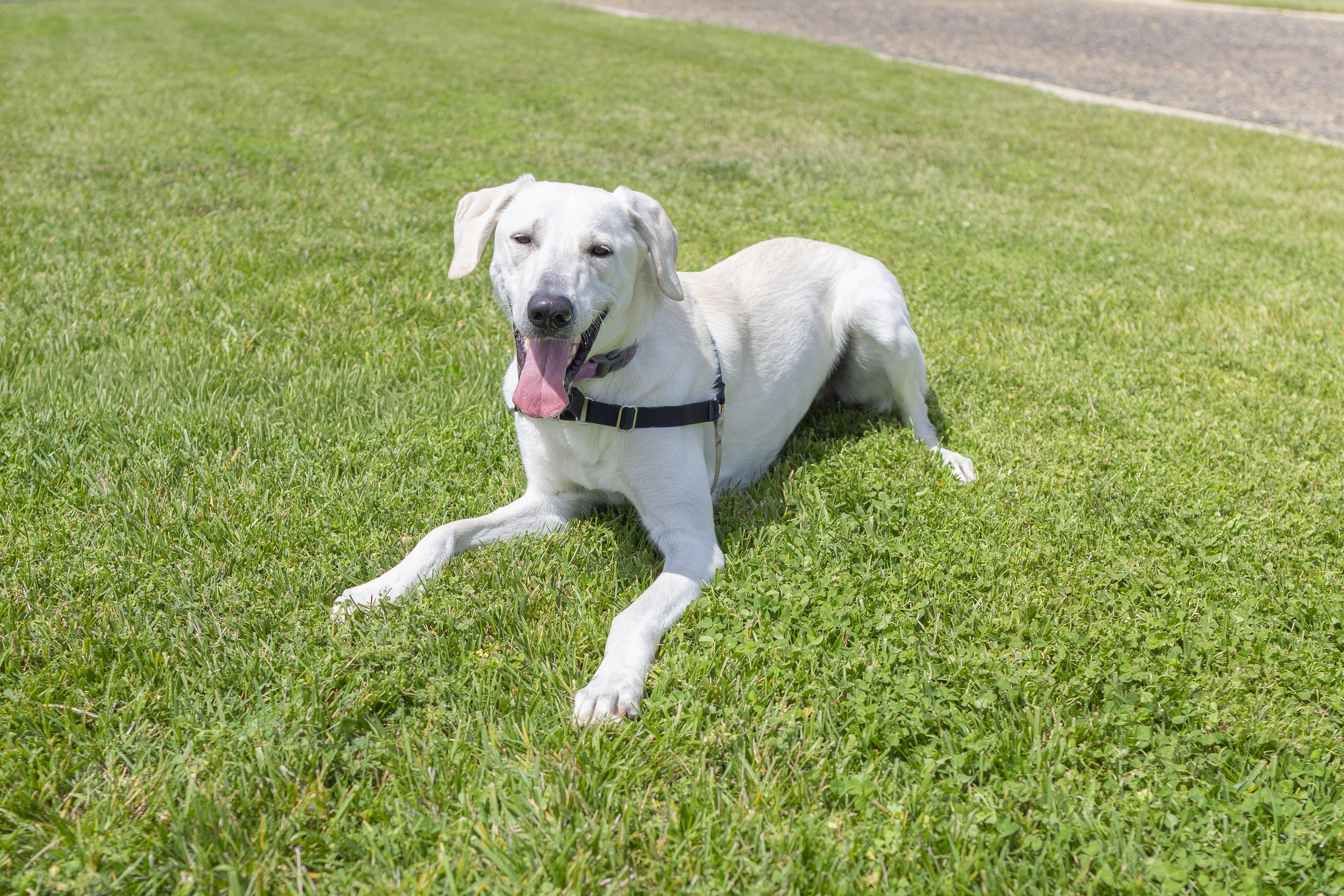 Frizzle - Adoption Fee Sponsored by the ASPCA The Rescue Effect, Adoptable, Adult Male Anatolian Shepherd & Great Pyrenees.