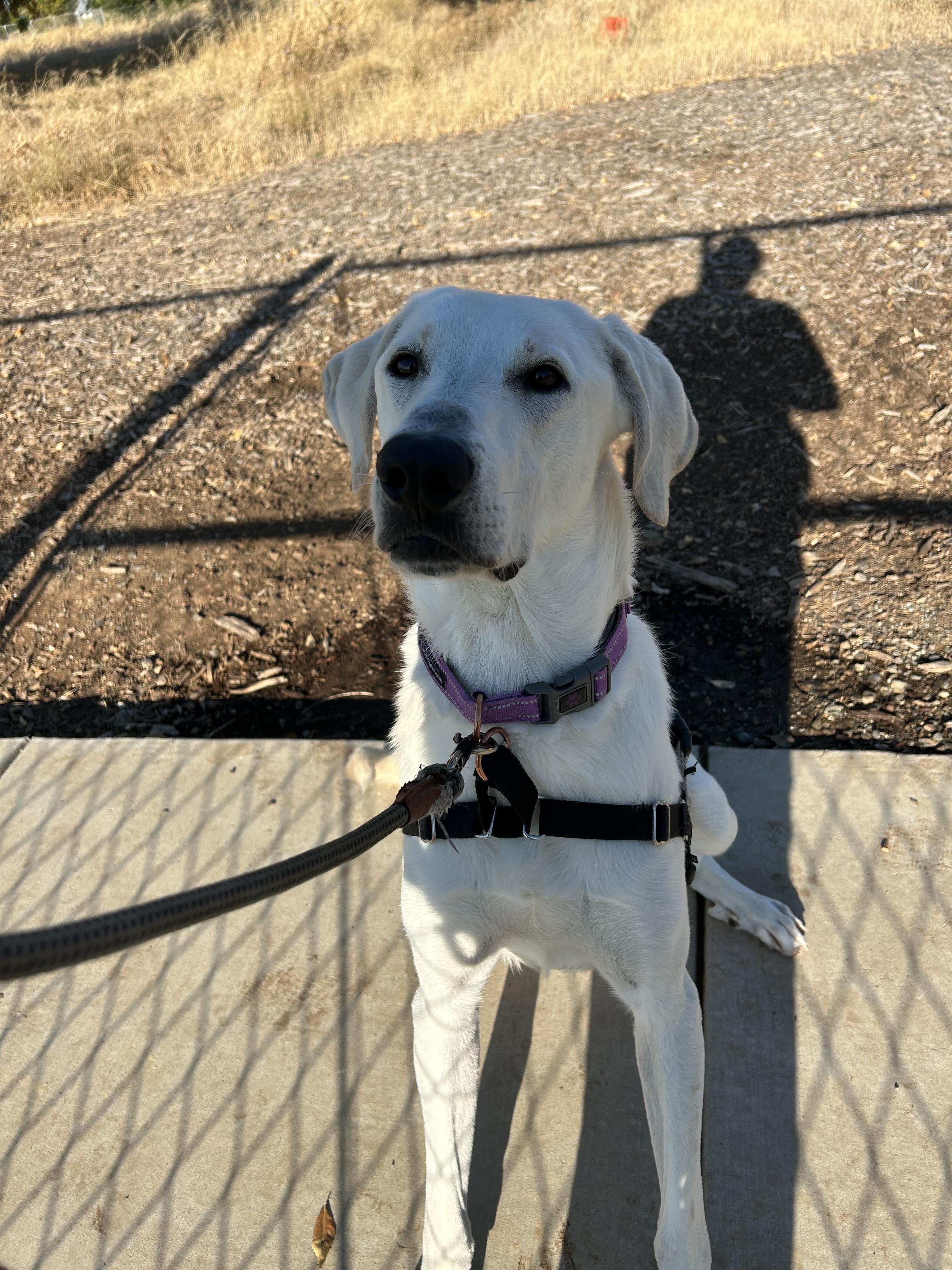 Frizzle, Adoptable, Adult Male Anatolian Shepherd & Great Pyrenees.