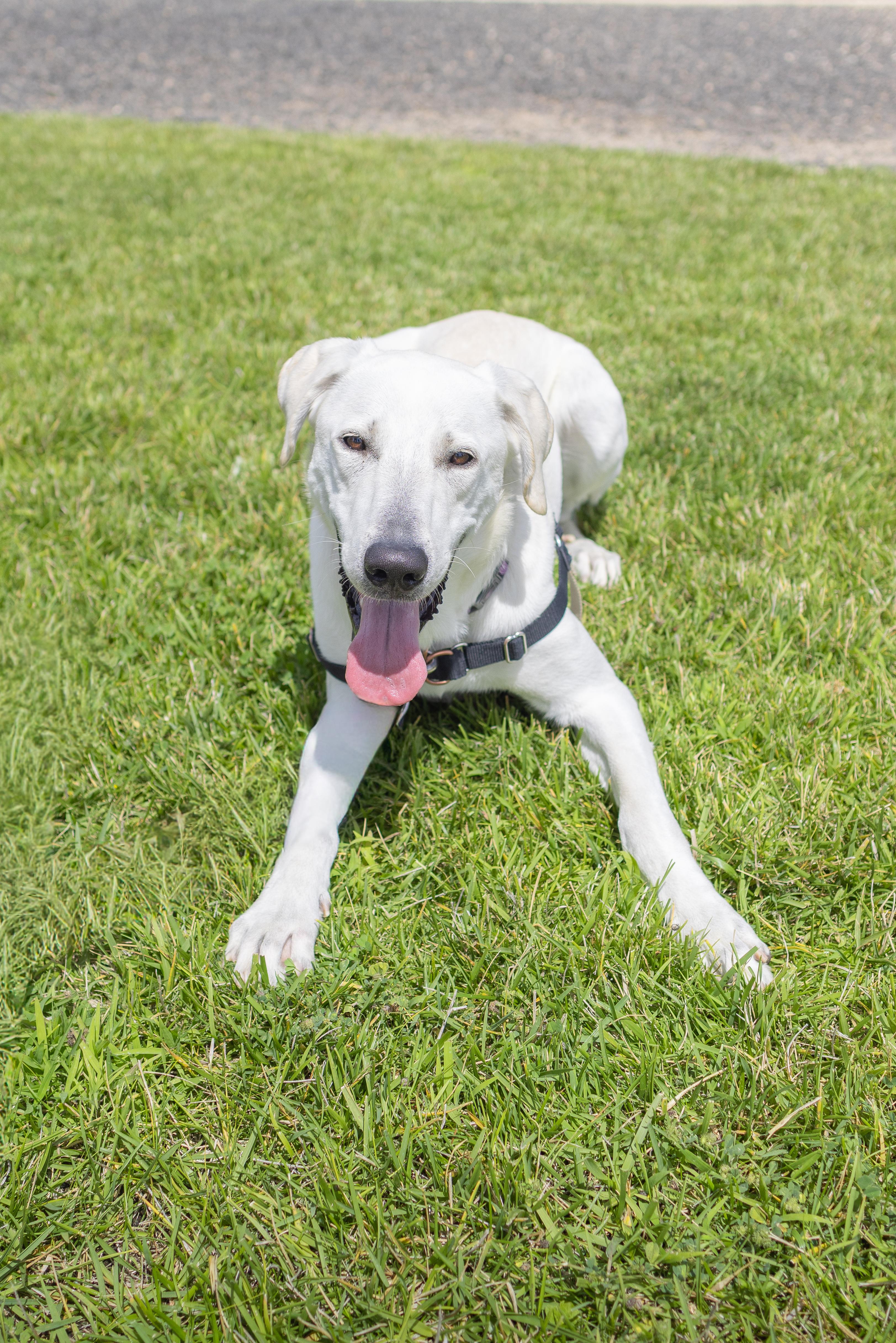 Enlarge Frizzle - Adoption Fee Sponsored by the ASPCA The Rescue Effect, a Adoptable mixed breed in Chico, CA image 3/6