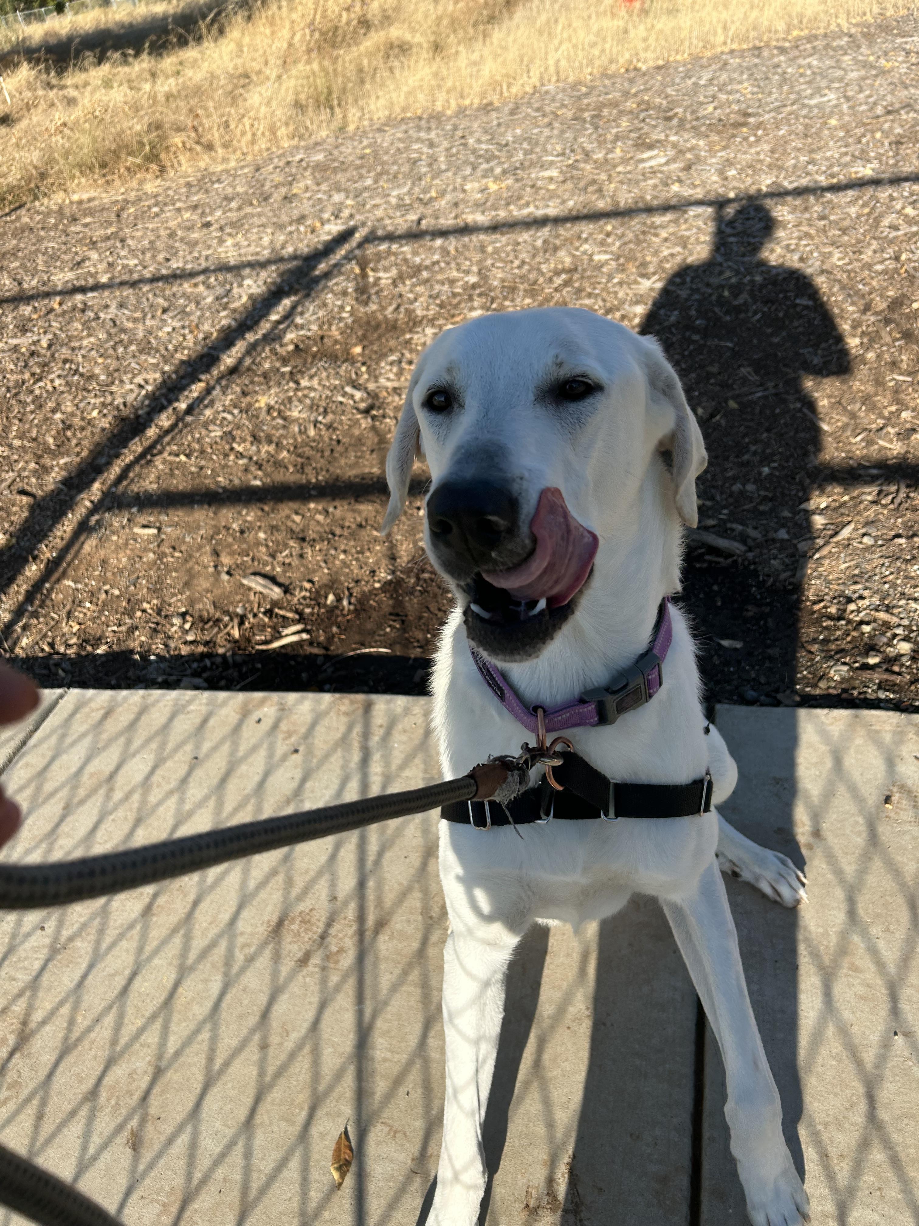 Frizzle, a Adoptable mixed breed in Chico, CA image 3/3