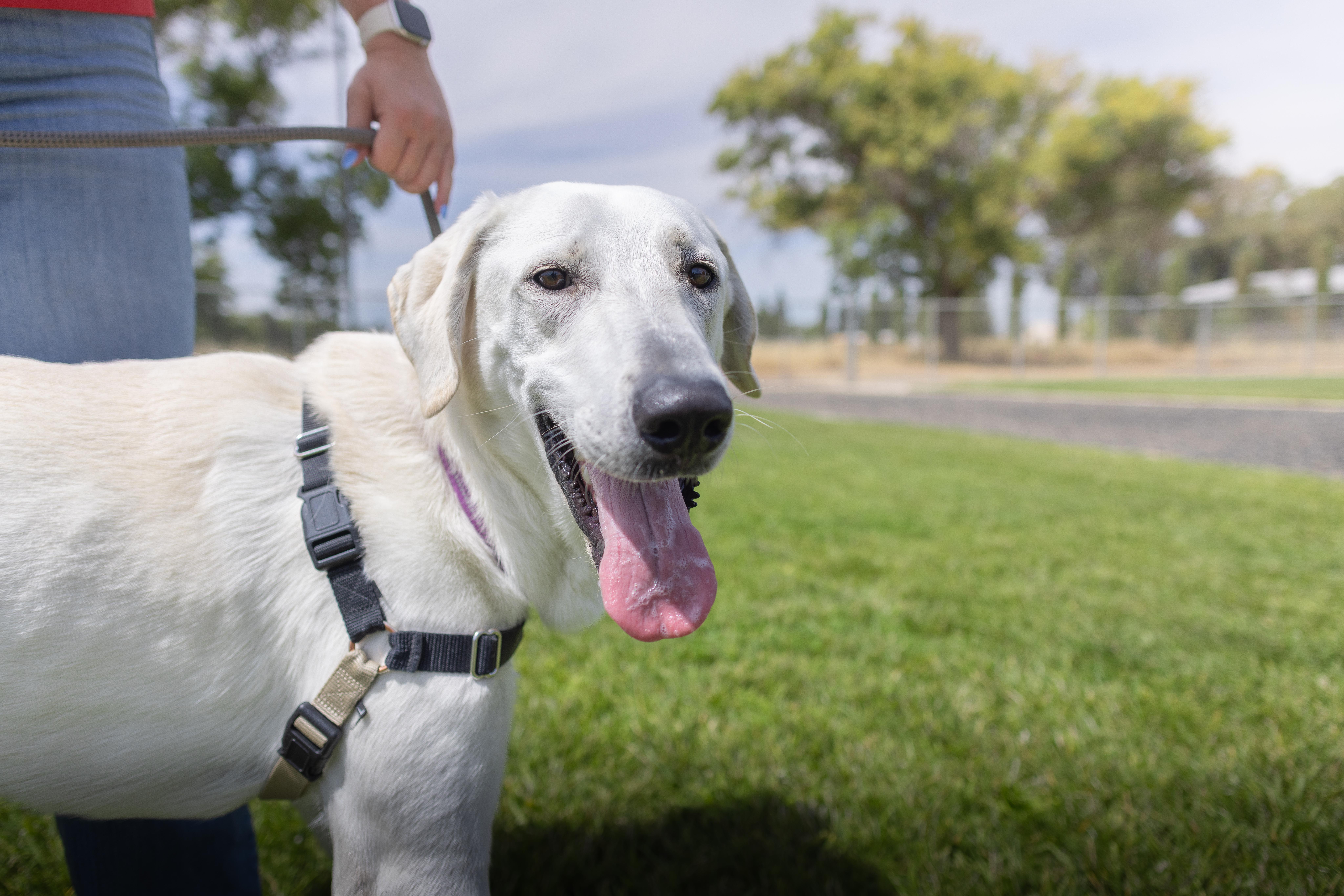 Enlarge Frizzle - Adoption Fee Sponsored by the ASPCA The Rescue Effect, a Adoptable mixed breed in Chico, CA image 6/6